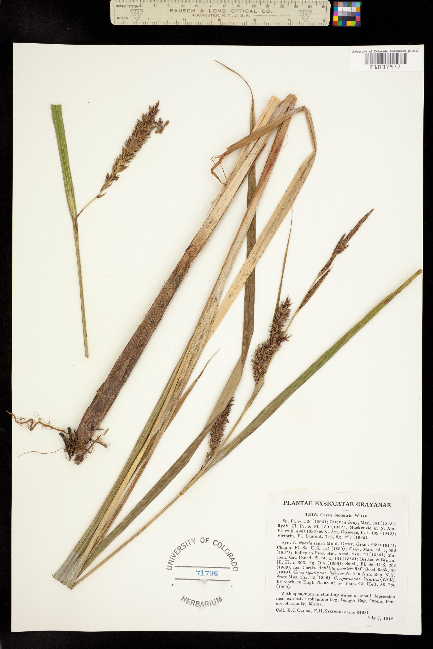Carex lacustris image