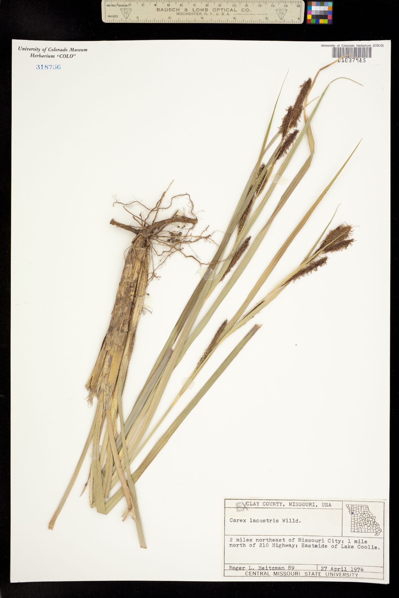 Carex lacustris image