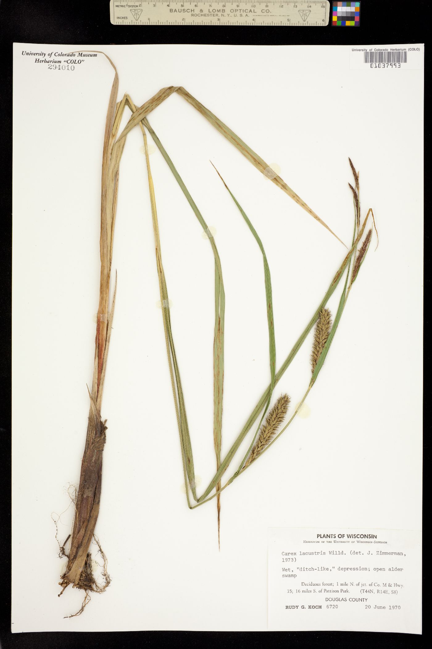 Carex lacustris image