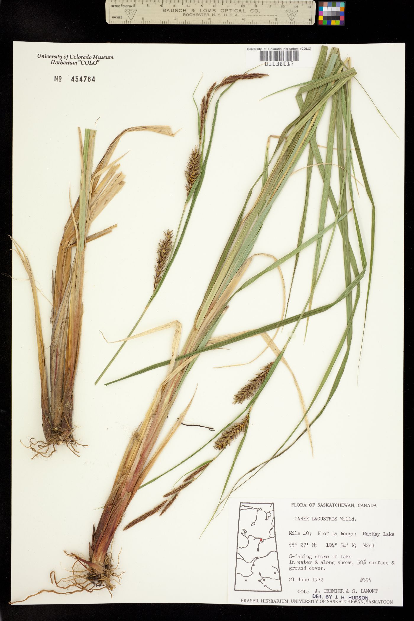 Carex lacustris image