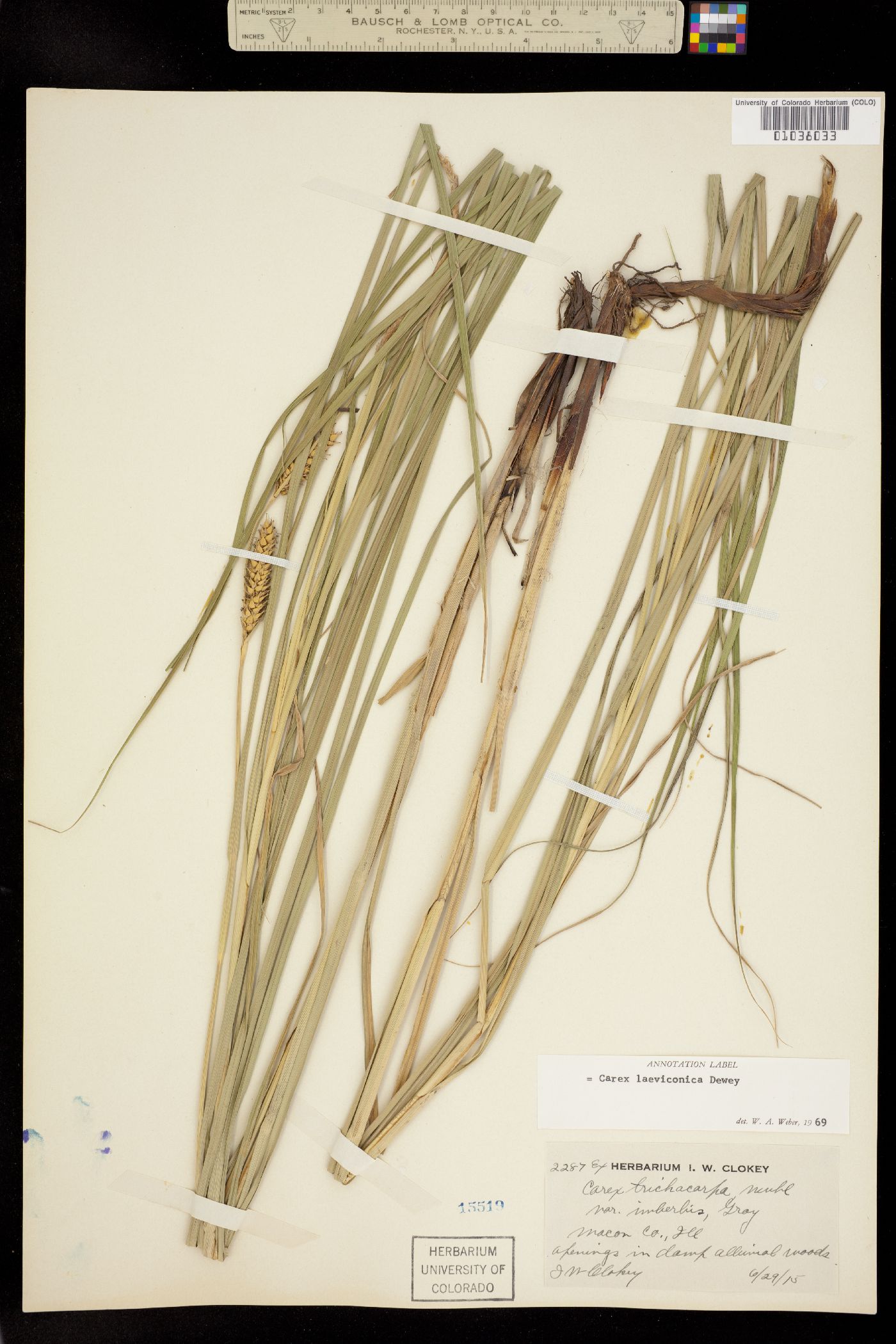 Carex laeviconica image