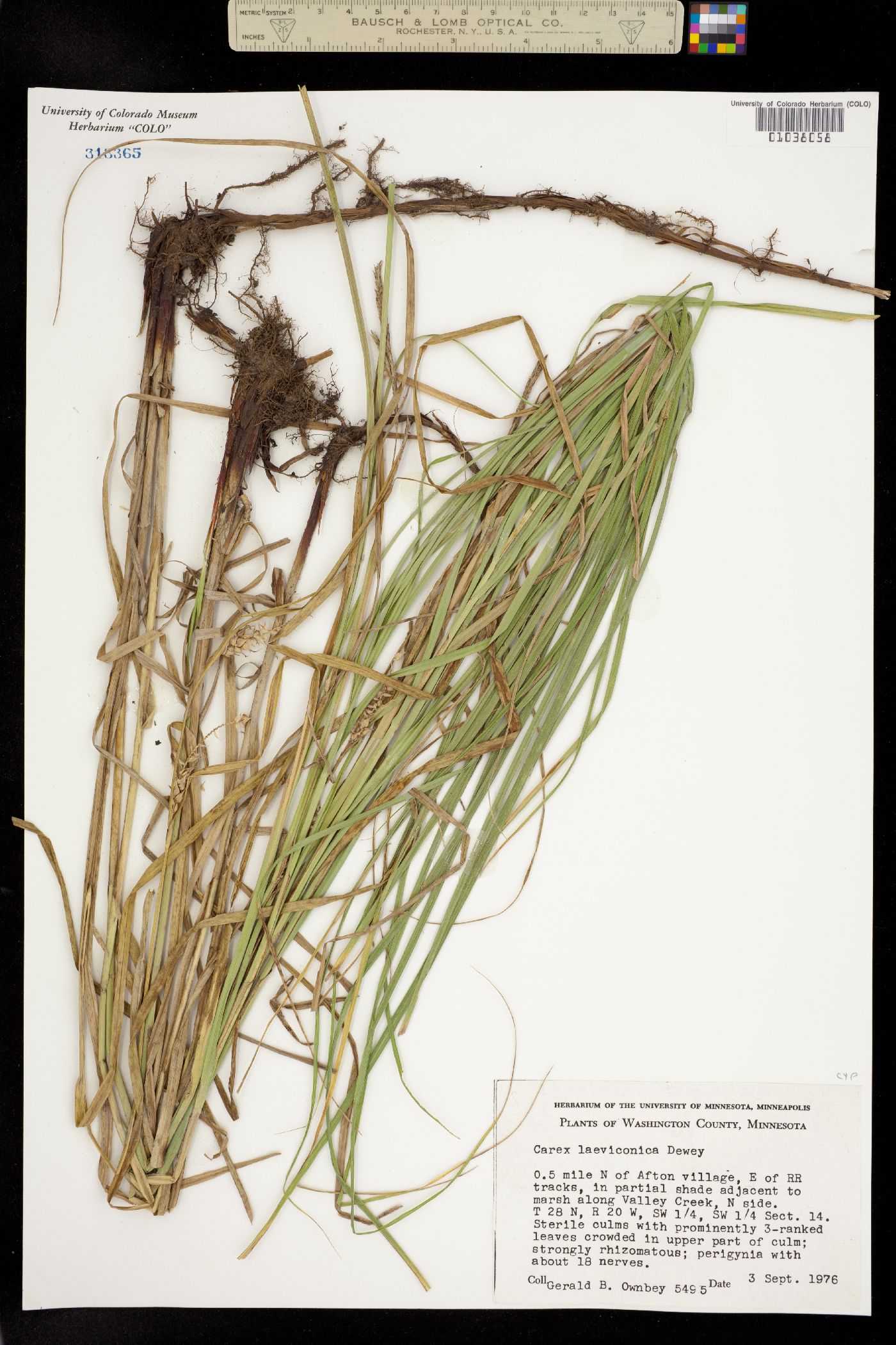 Carex laeviconica image