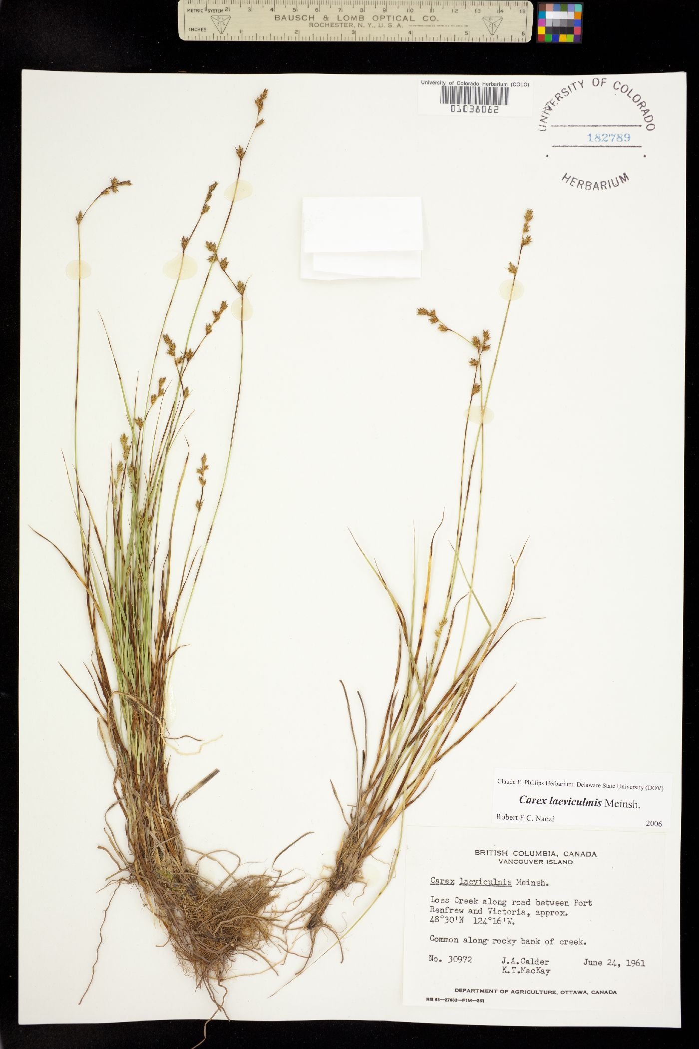 Carex laeviculmis image