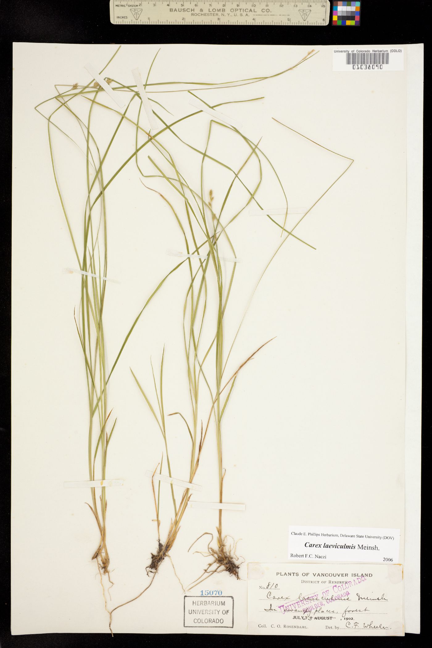 Carex laeviculmis image