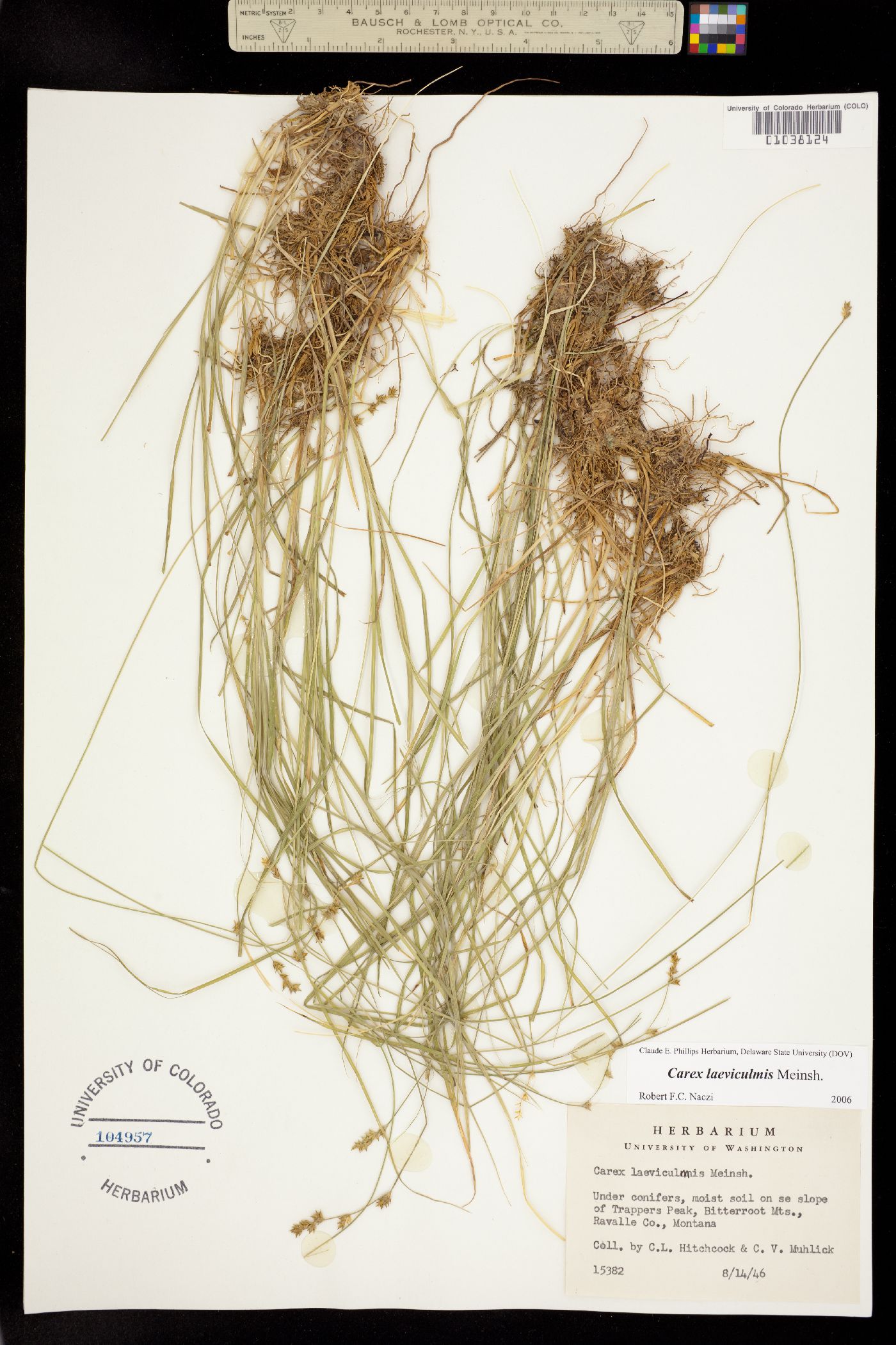 Carex laeviculmis image