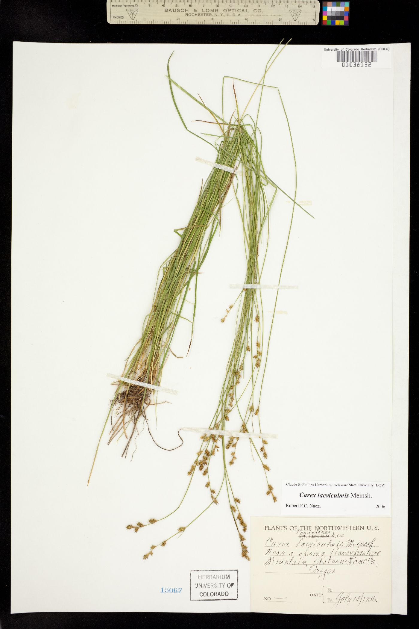 Carex laeviculmis image