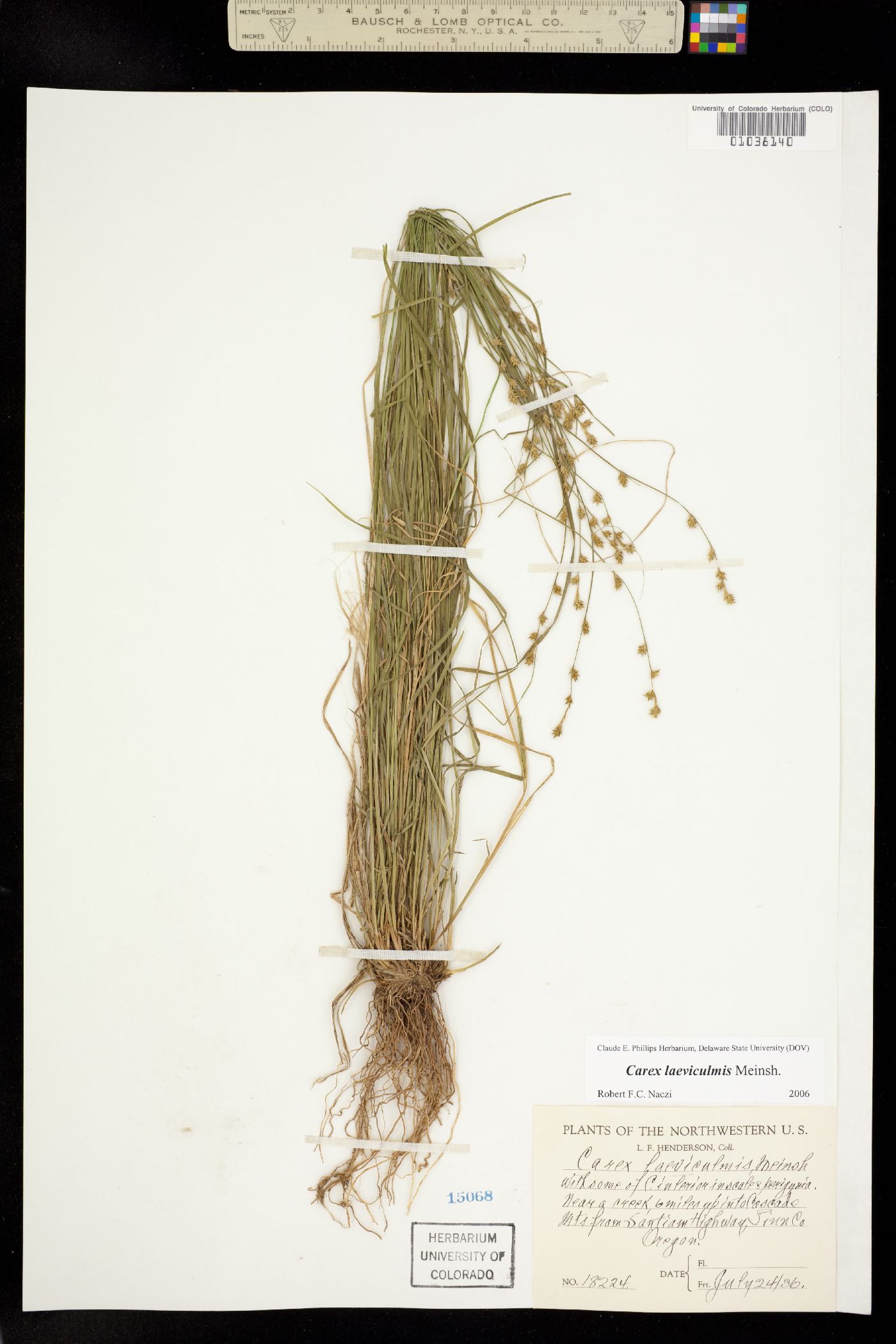 Carex laeviculmis image