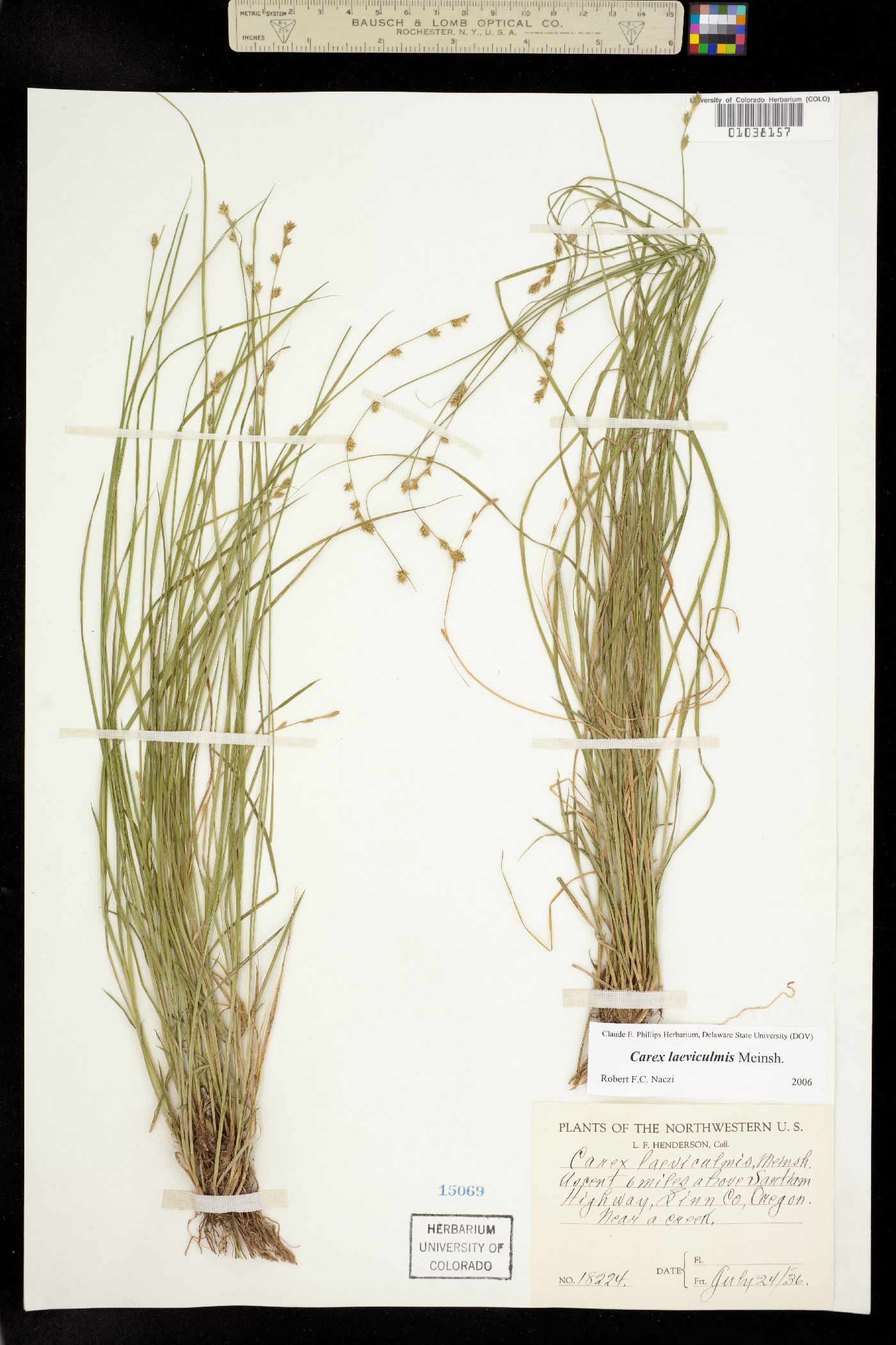 Carex laeviculmis image