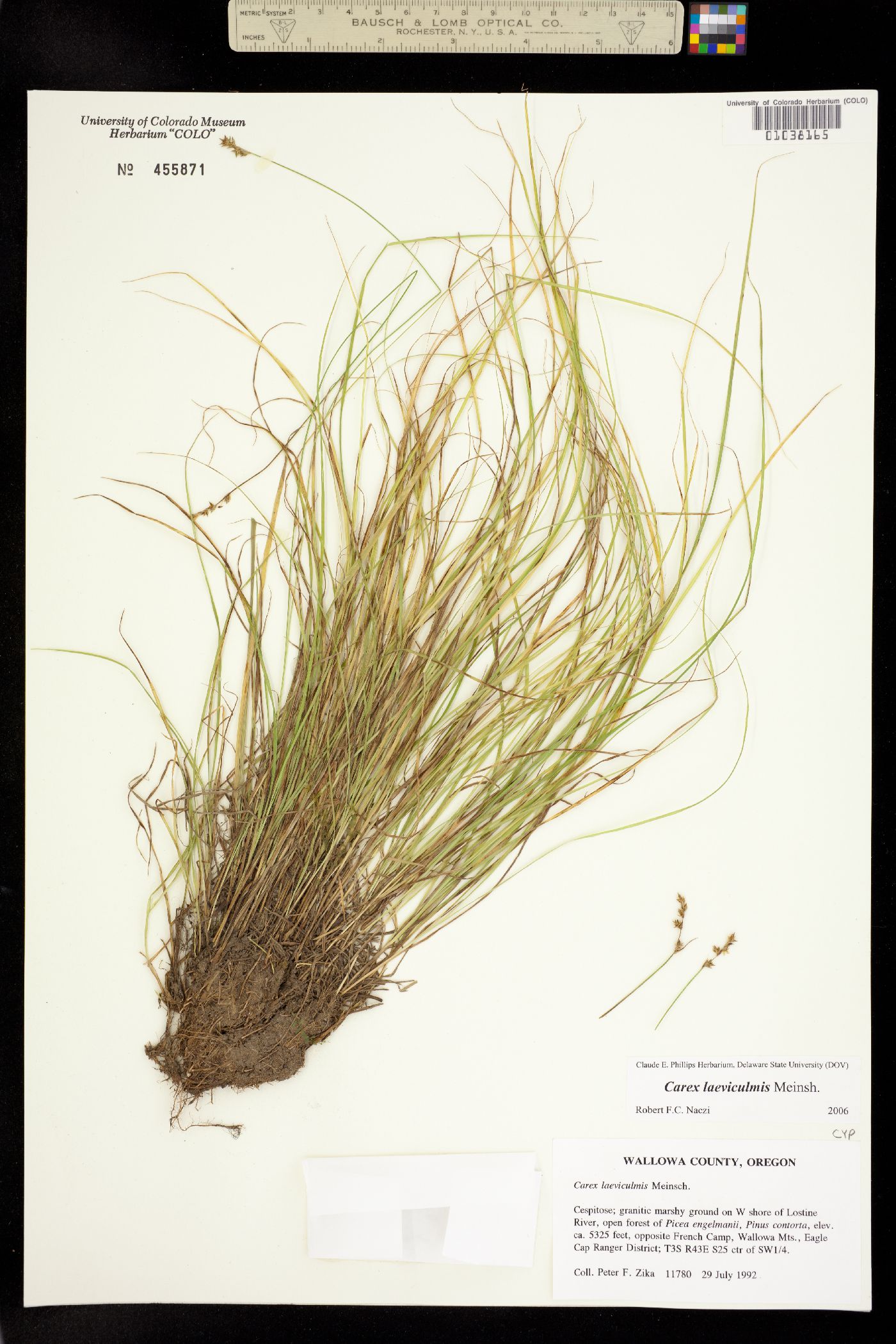 Carex laeviculmis image