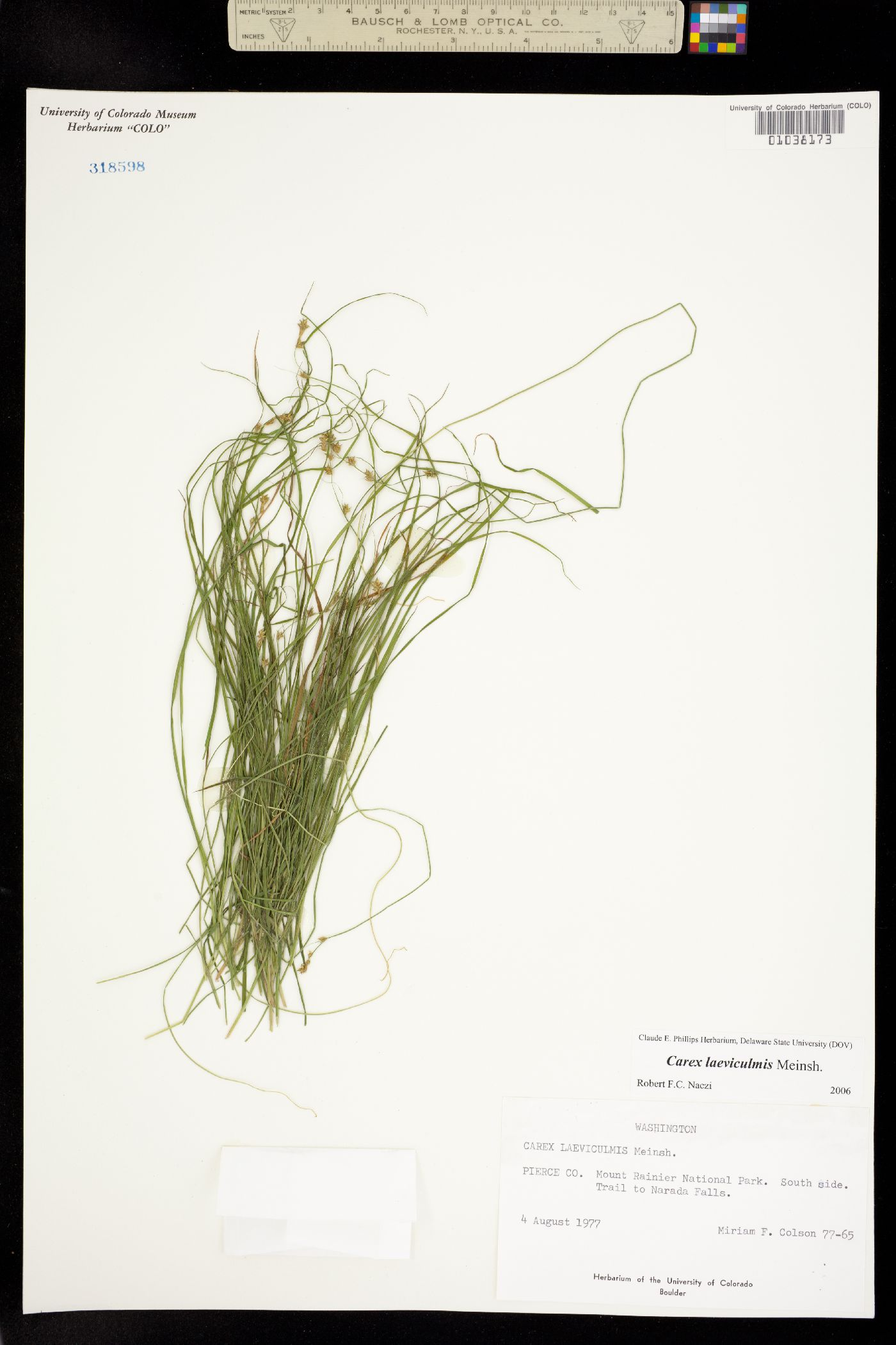 Carex laeviculmis image