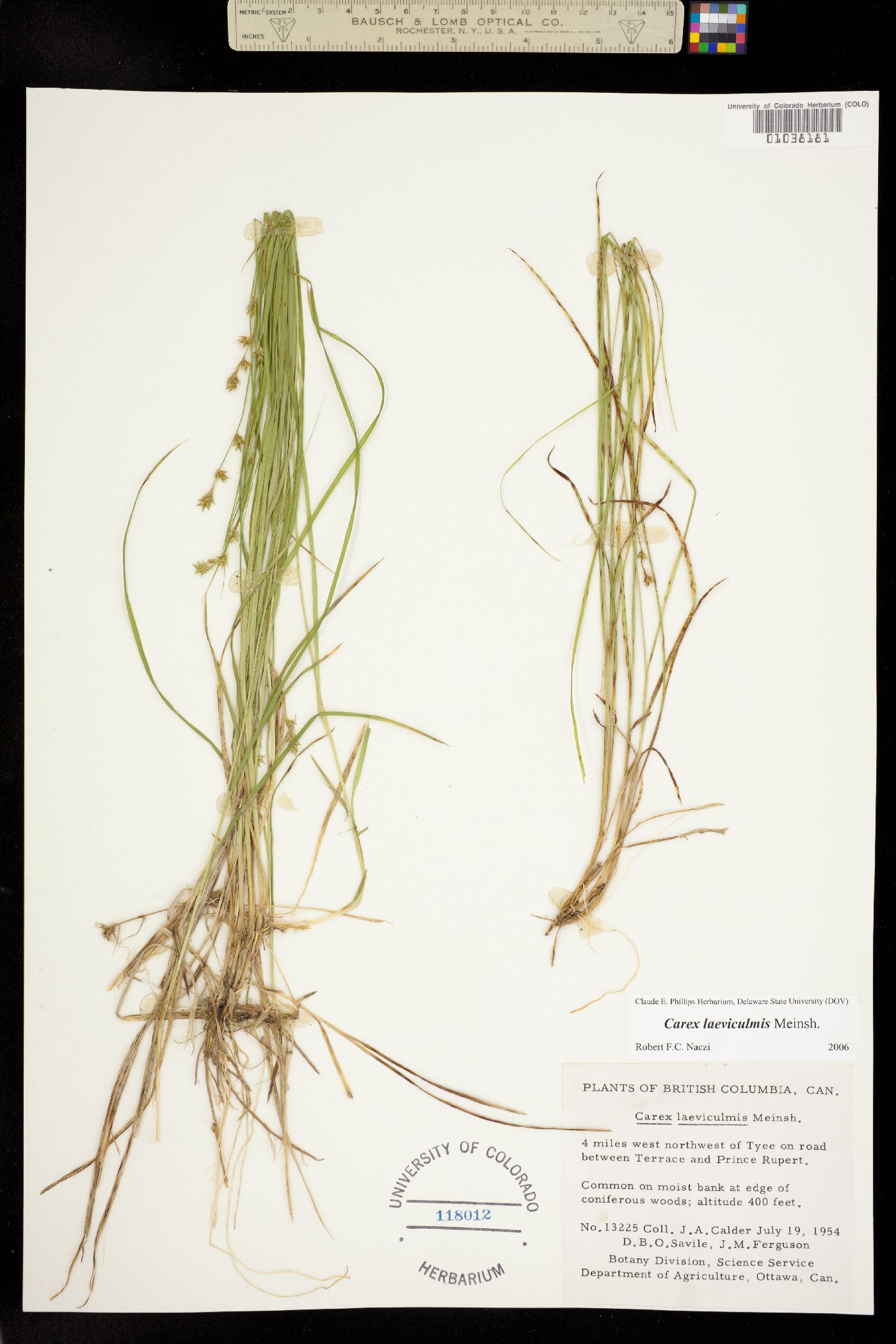 Carex laeviculmis image