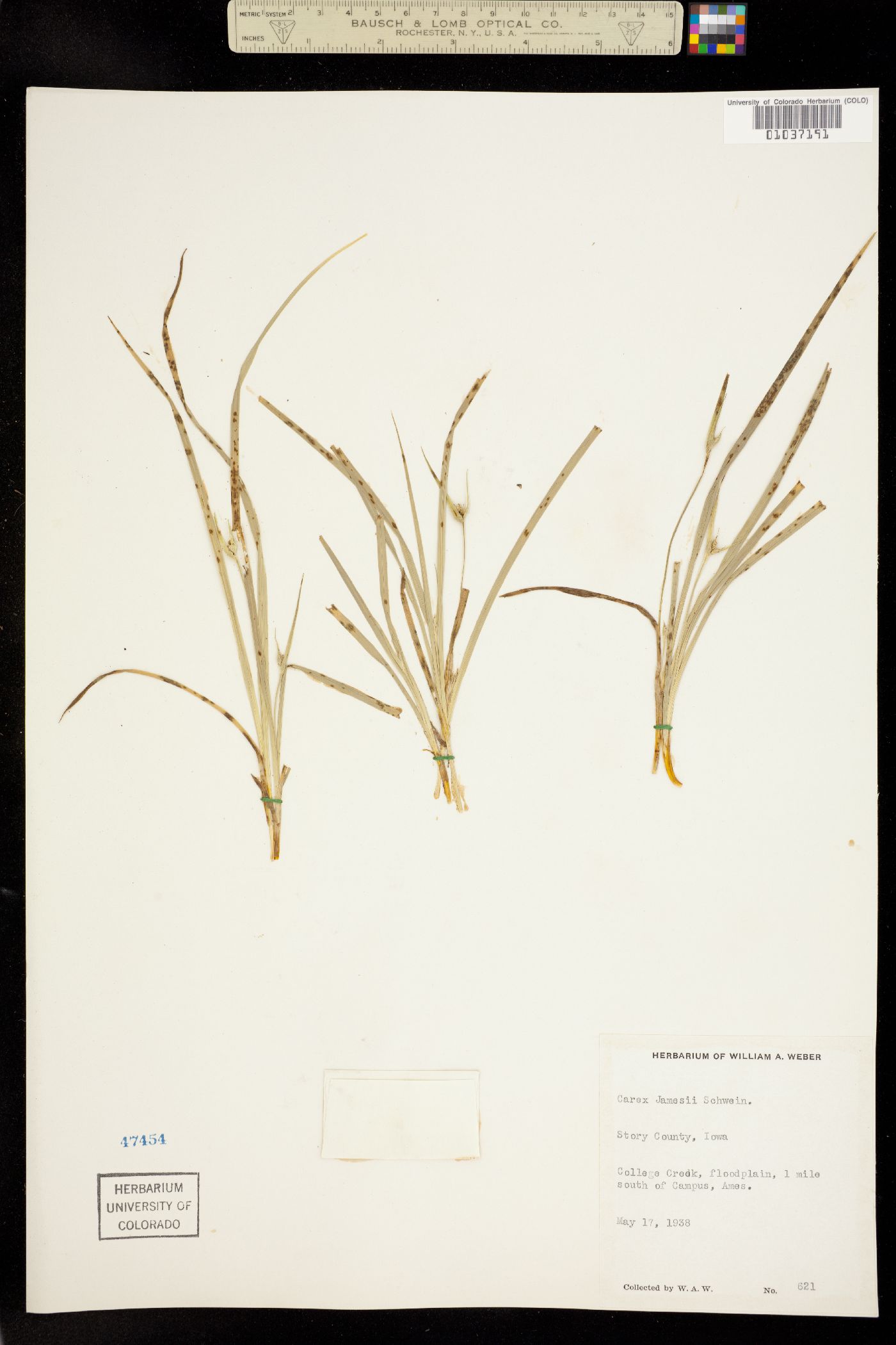 Carex jamesii image