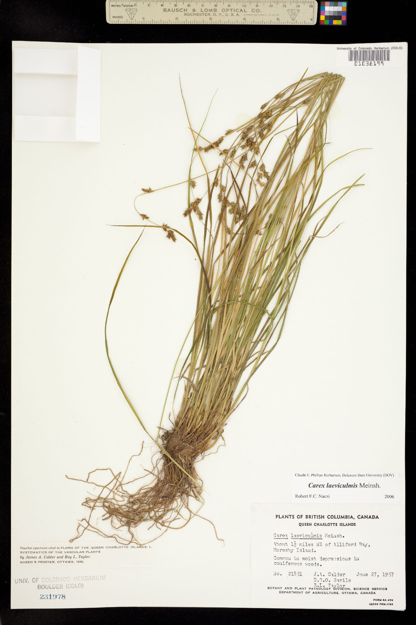 Carex laeviculmis image