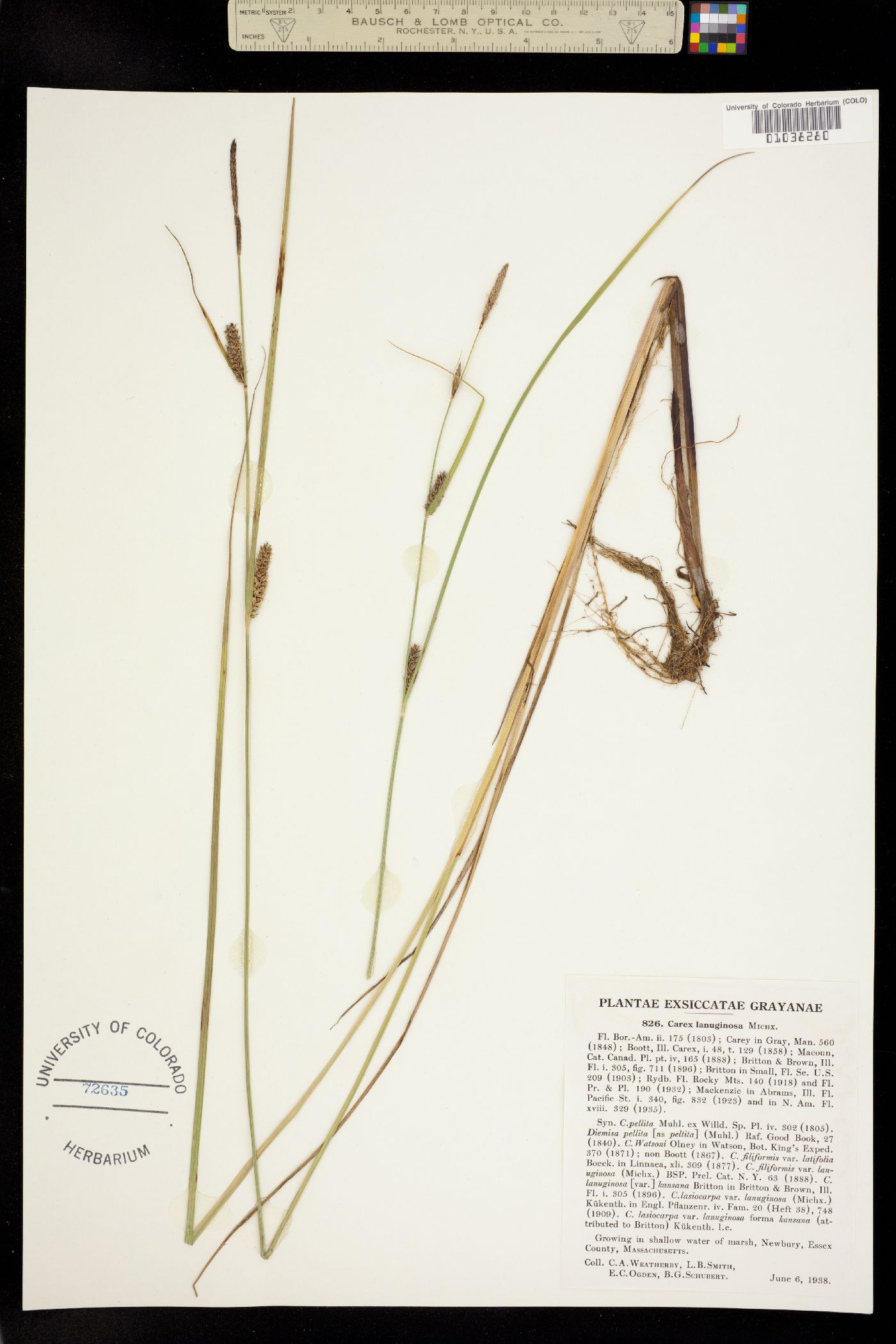 Carex lanuginosa image