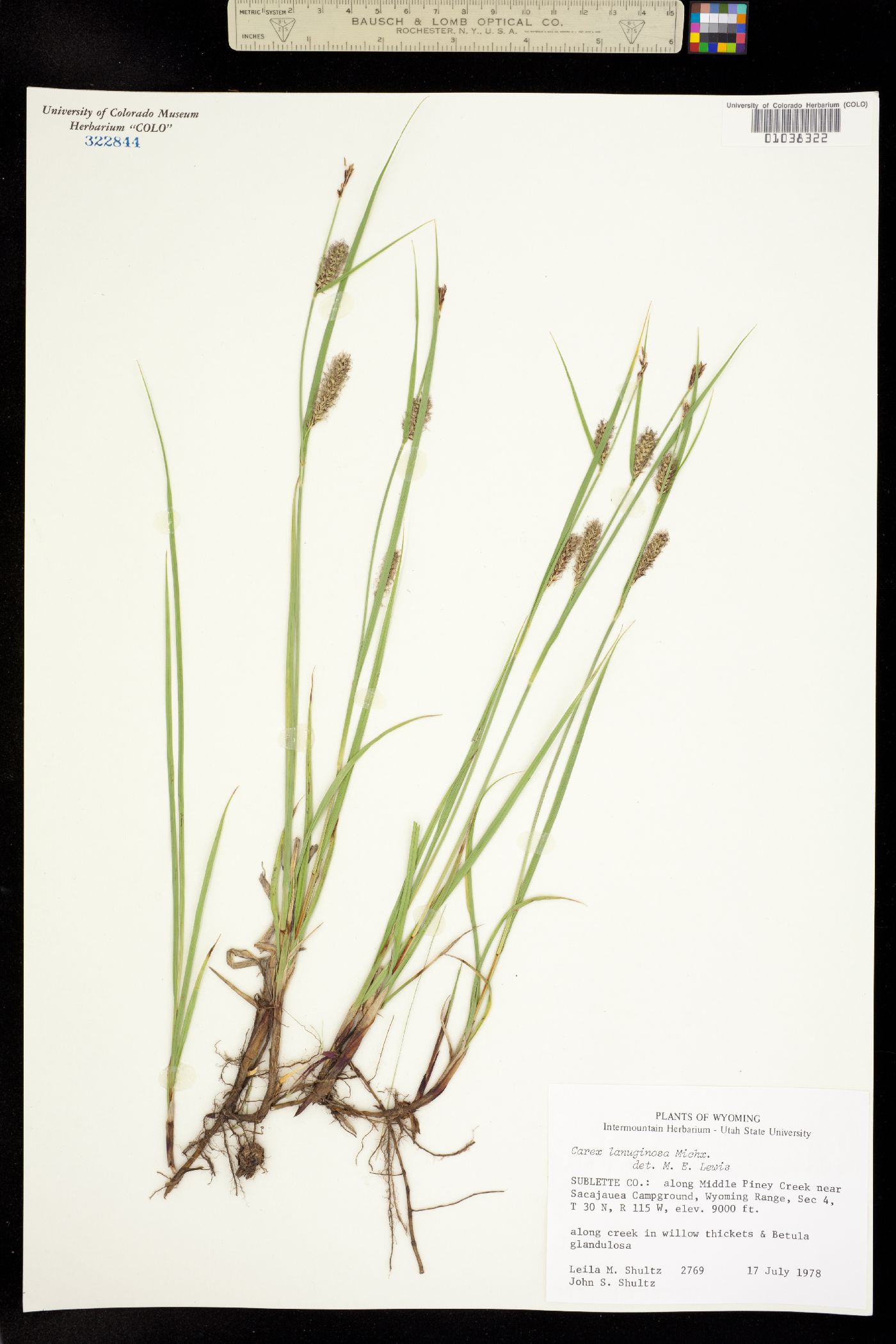 Carex lanuginosa image