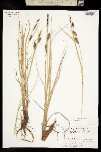 Carex lanuginosa image