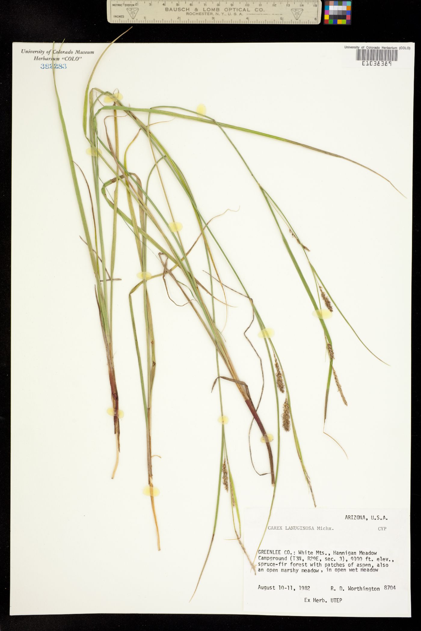 Carex lanuginosa image