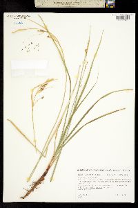 Carex lanuginosa image