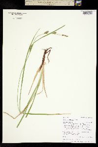 Carex lanuginosa image