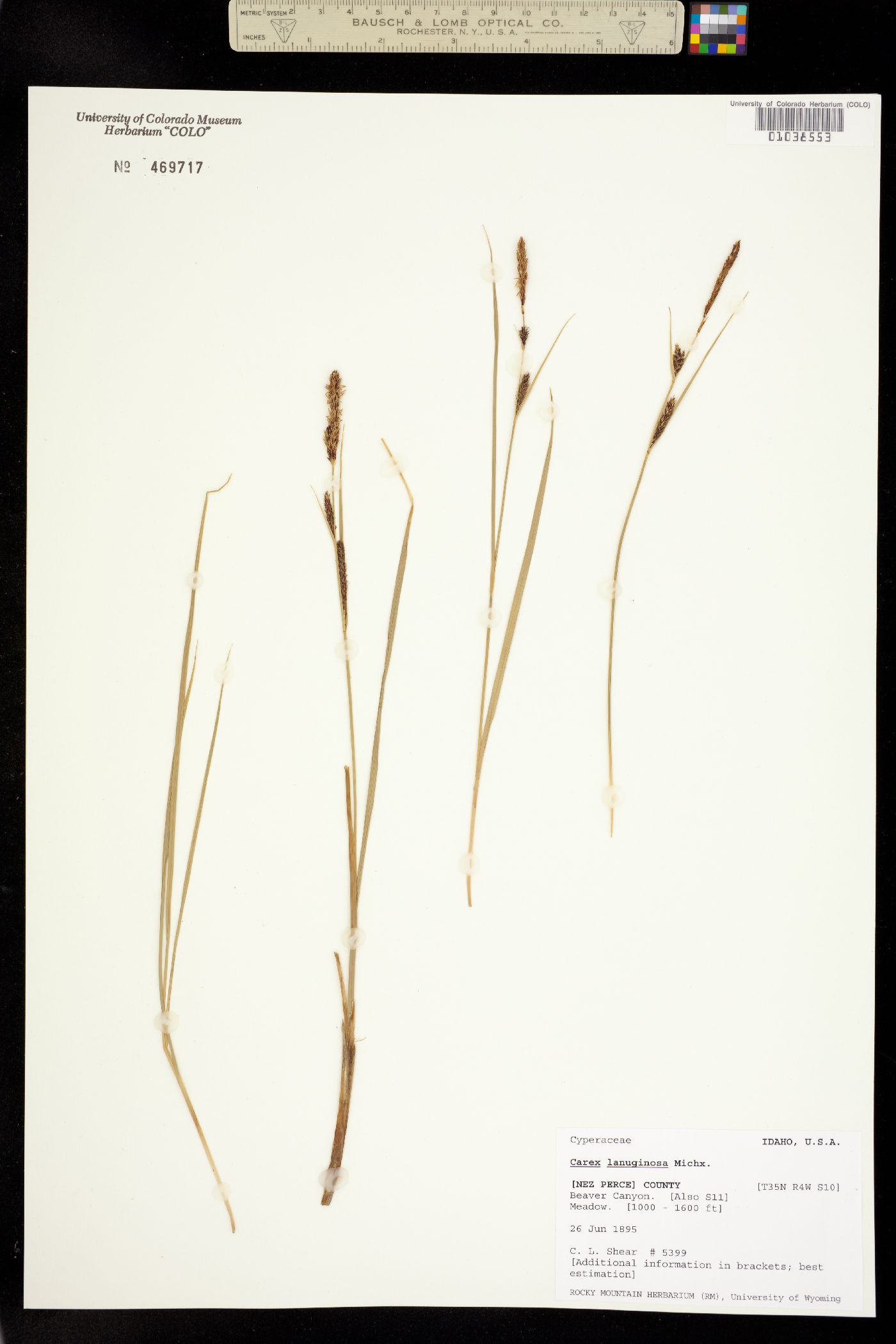 Carex lanuginosa image