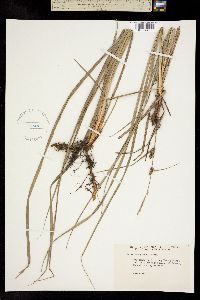 Carex lanuginosa image