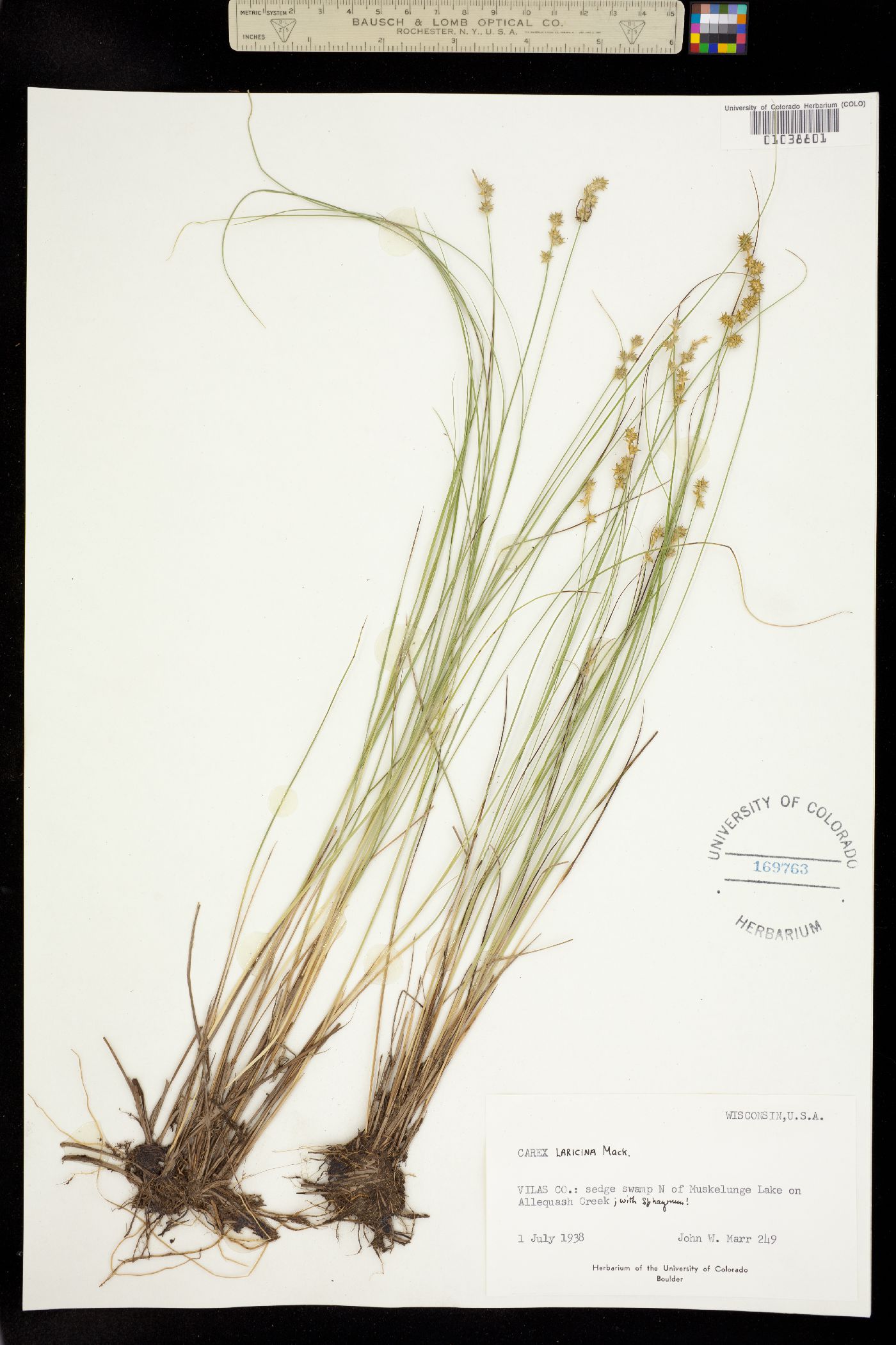 Carex echinata ssp. echinata image