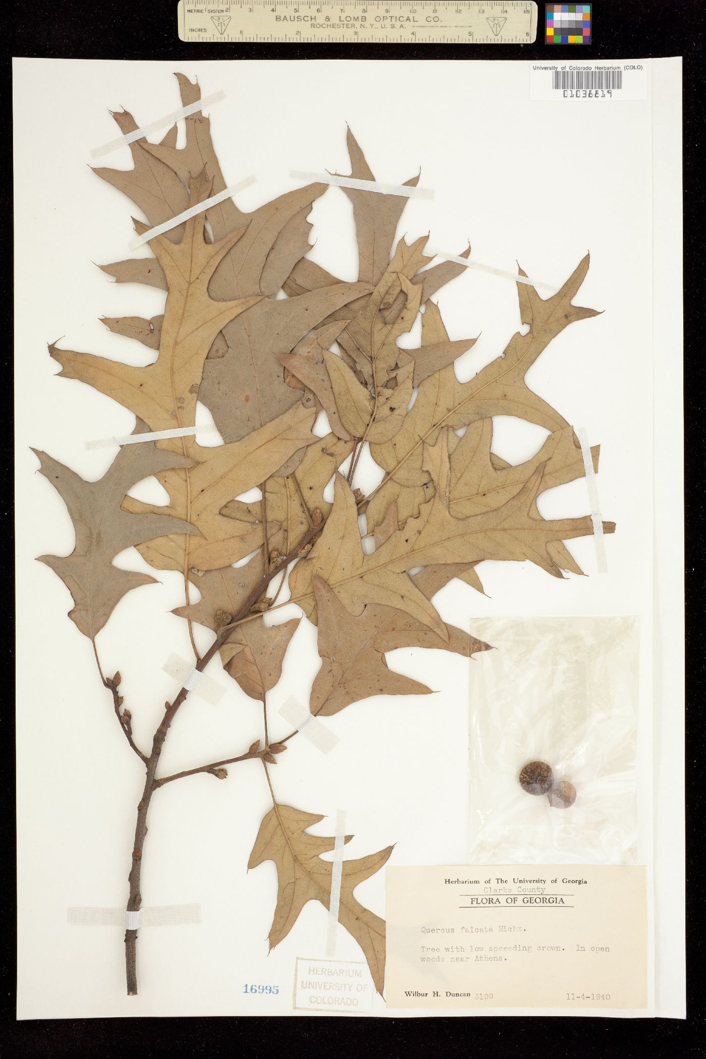 Quercus falcata image