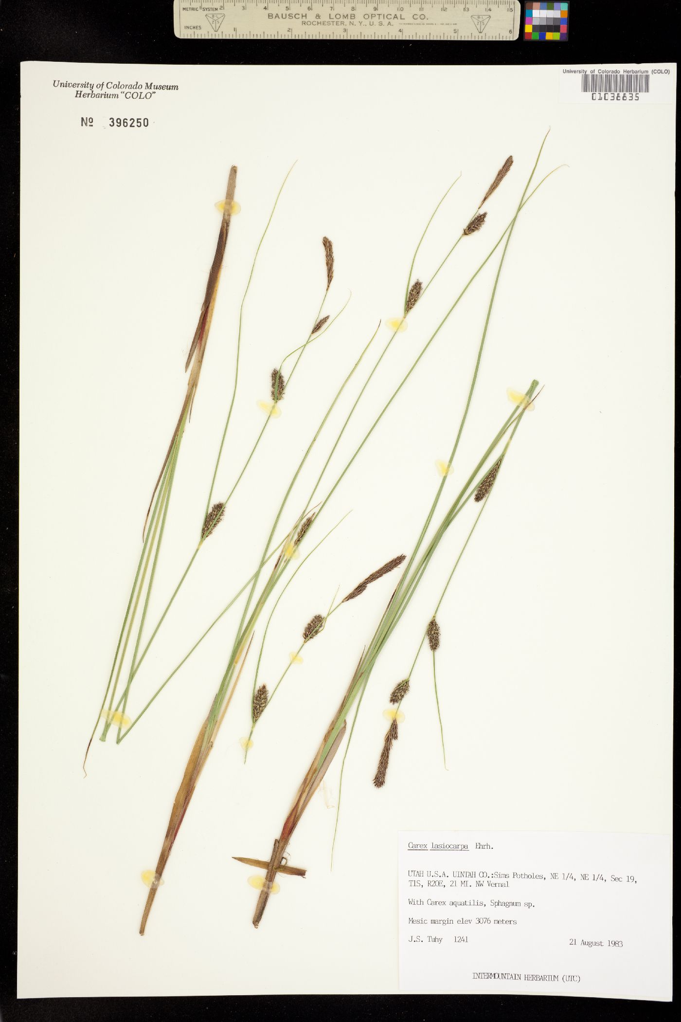 Carex lasiocarpa image