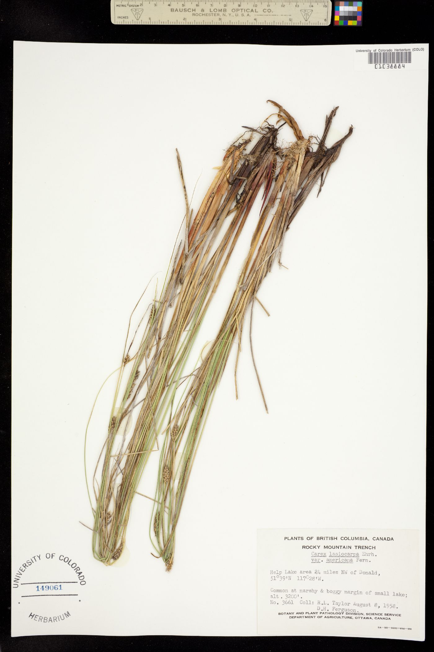 Carex lasiocarpa image