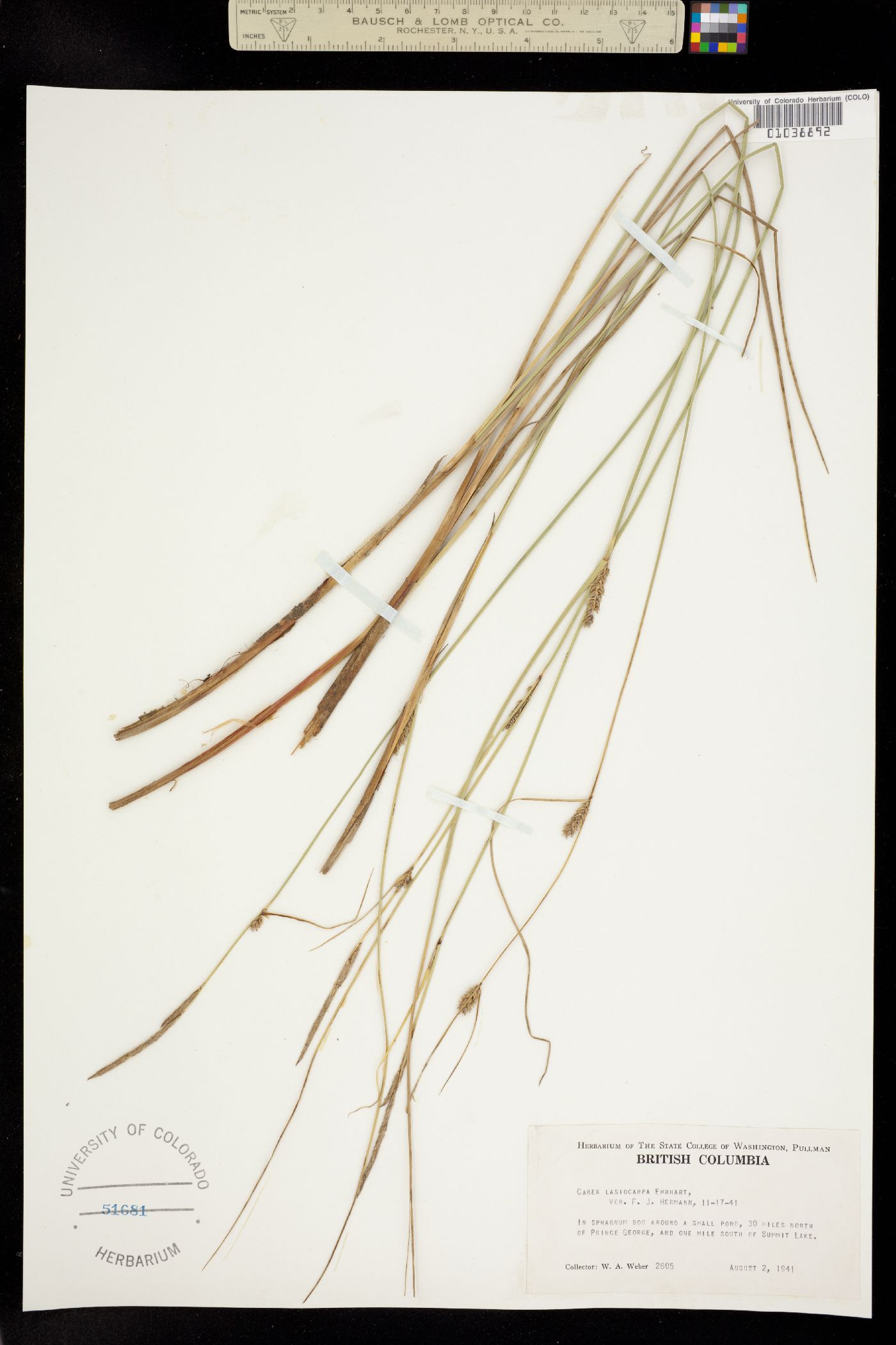 Carex lasiocarpa image