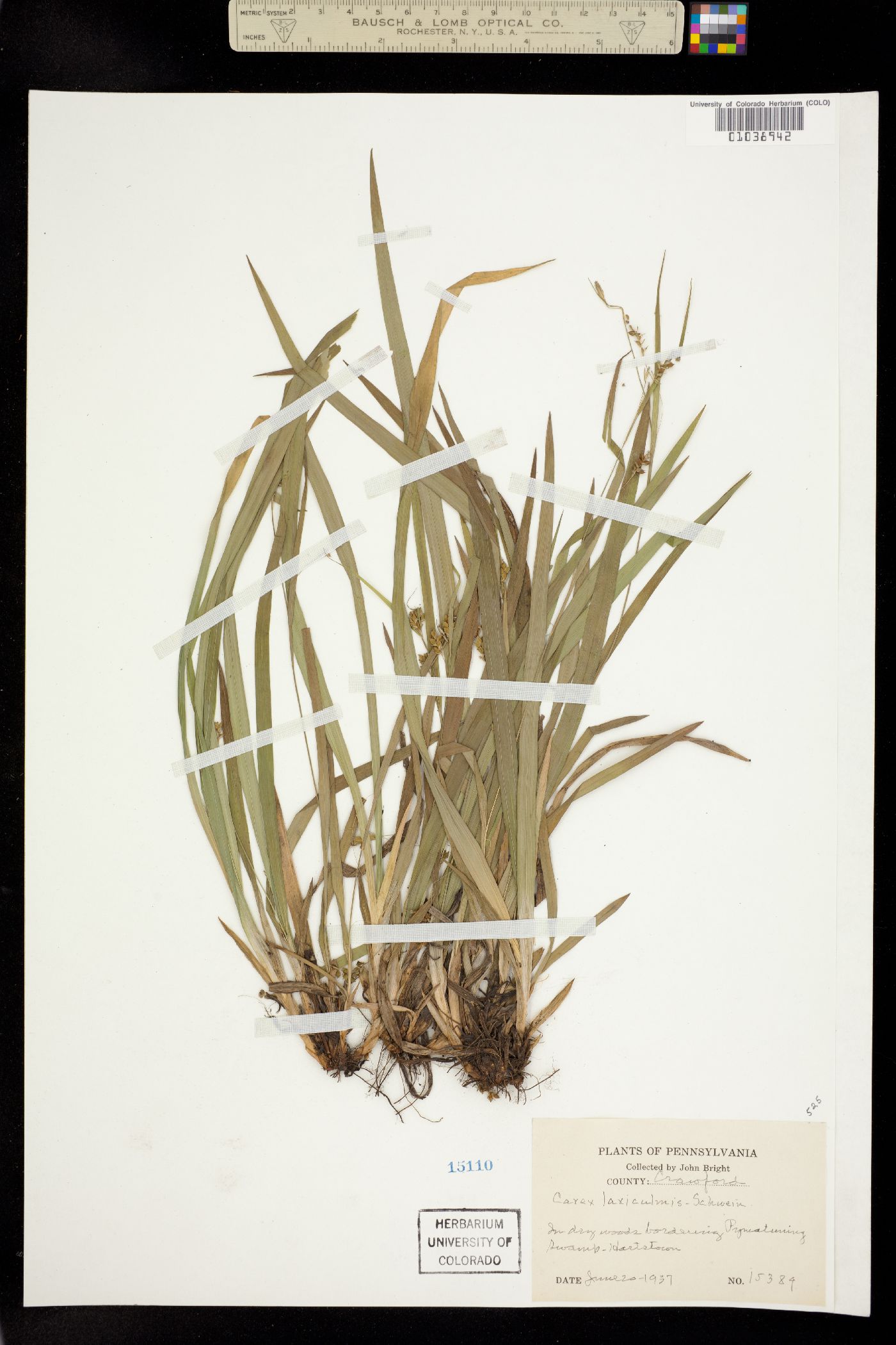 Carex laxiculmis image