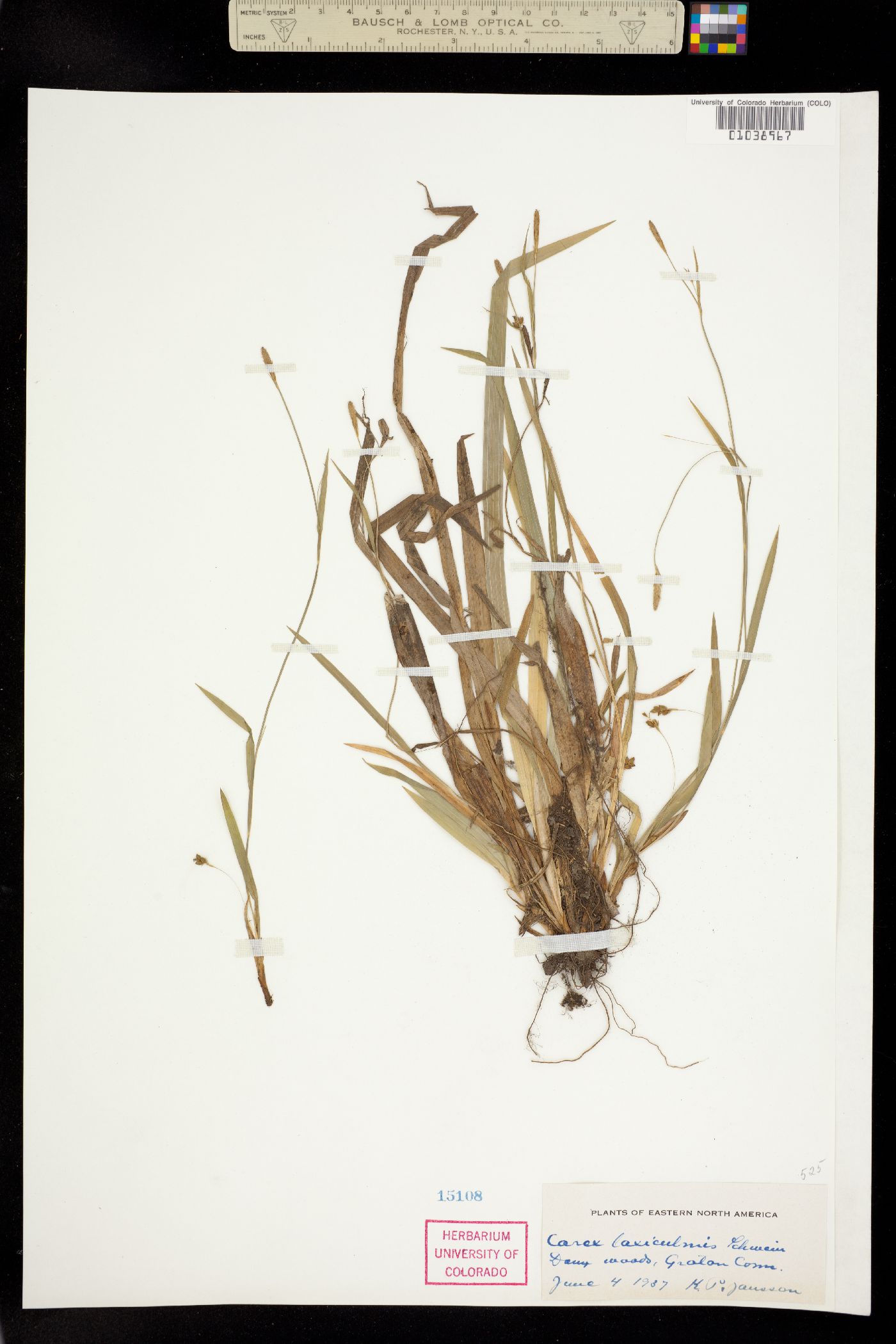 Carex laxiculmis image