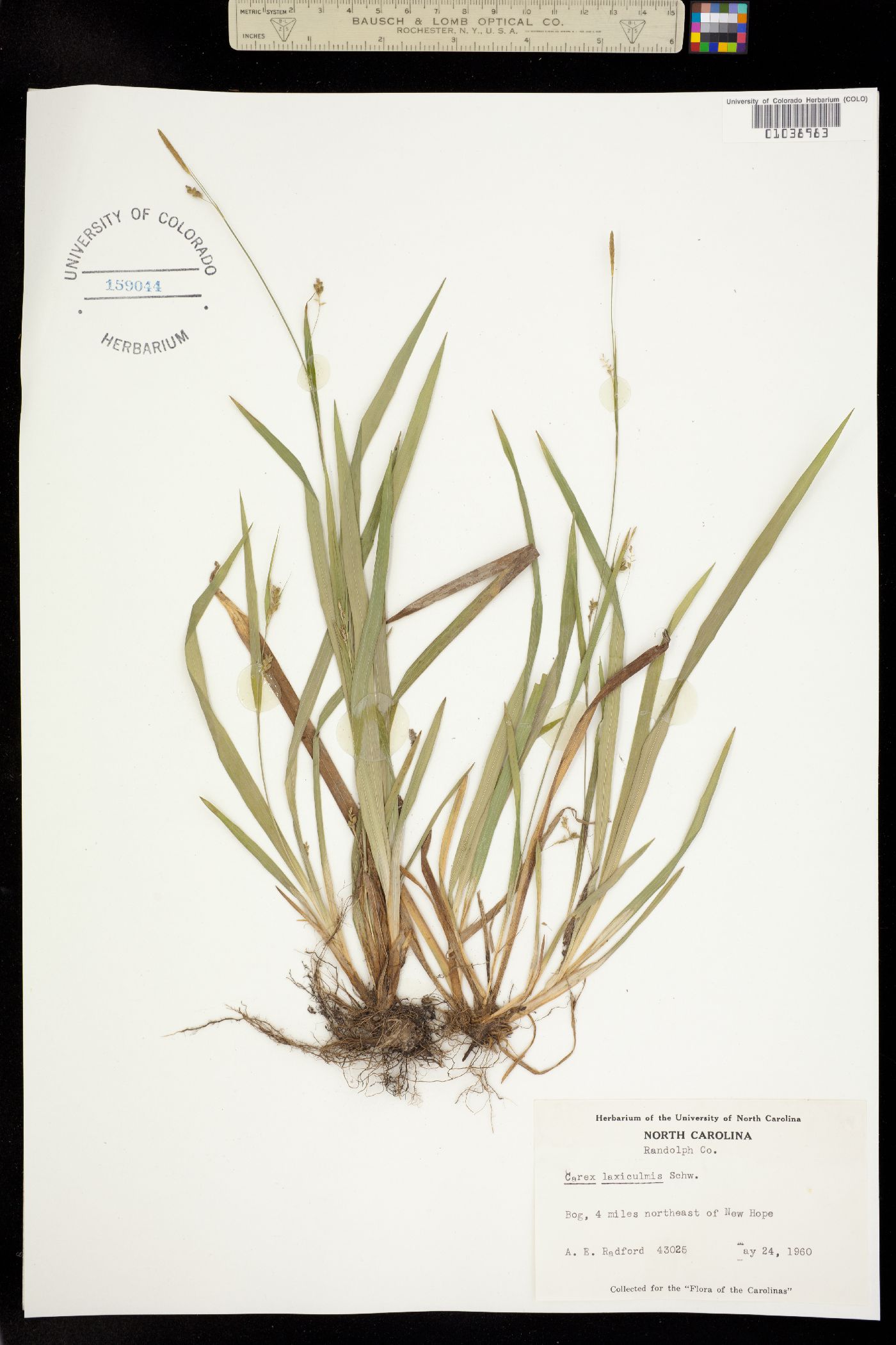 Carex laxiculmis image