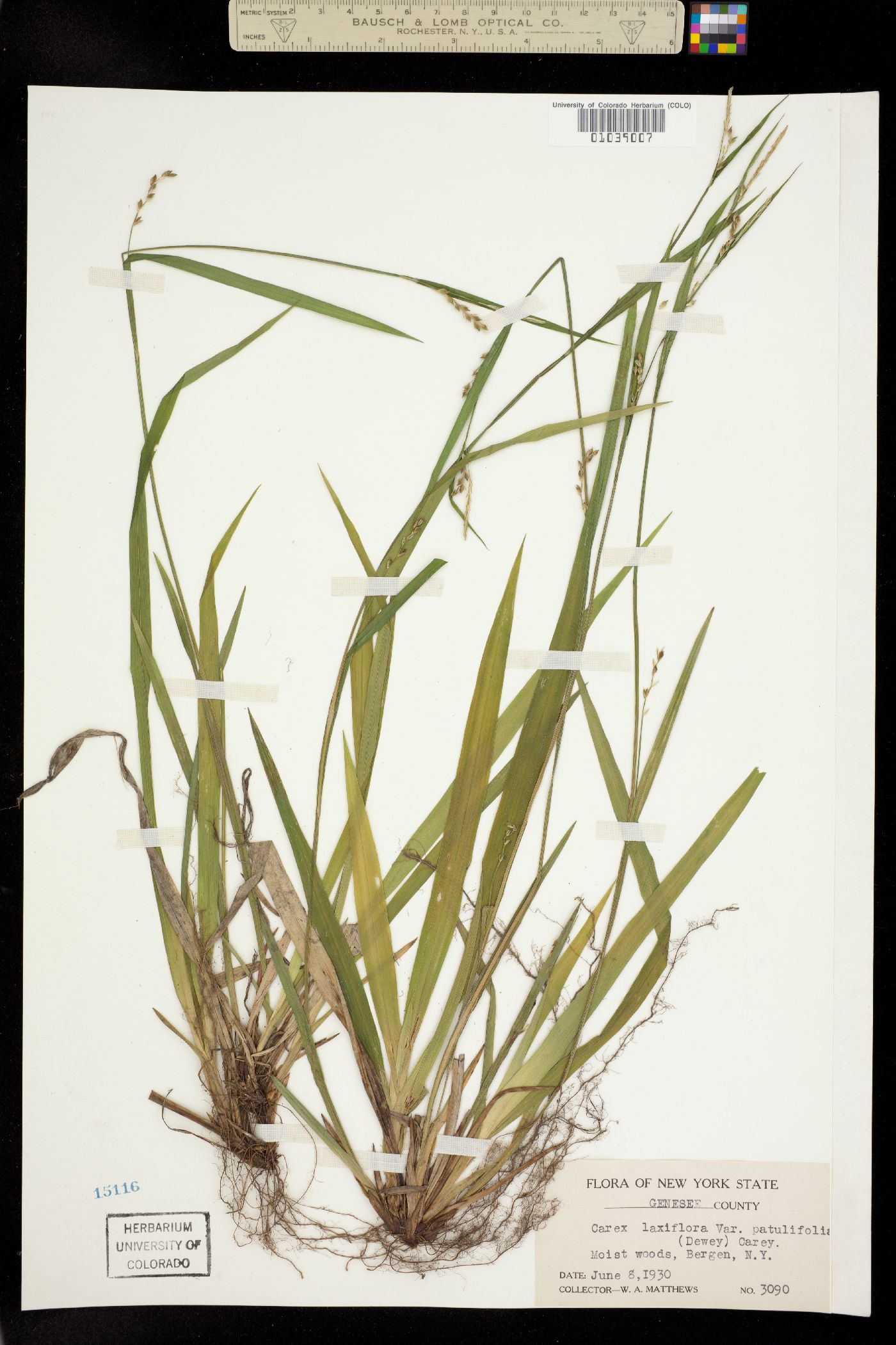 Carex laxiflora image
