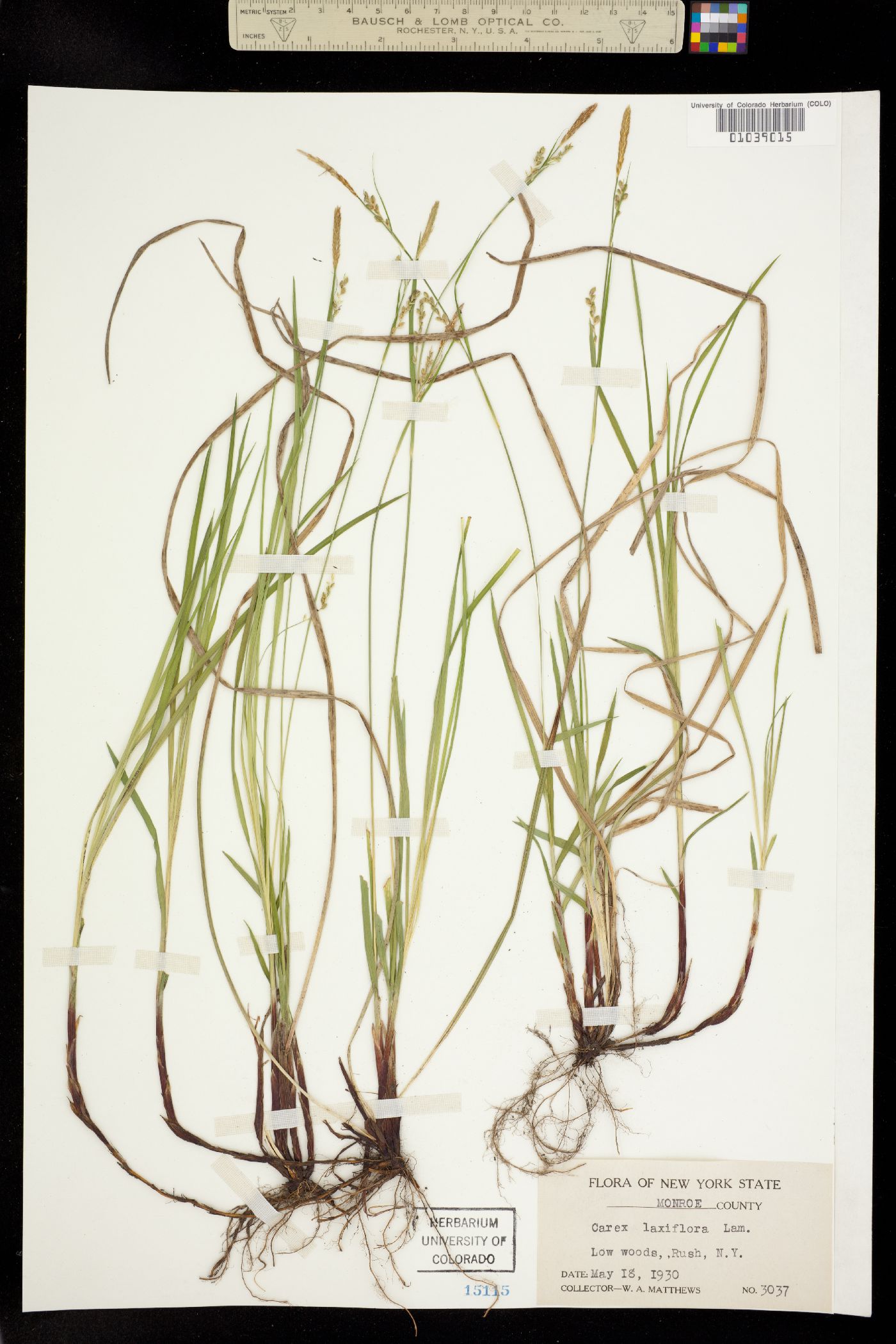 Carex laxiflora image