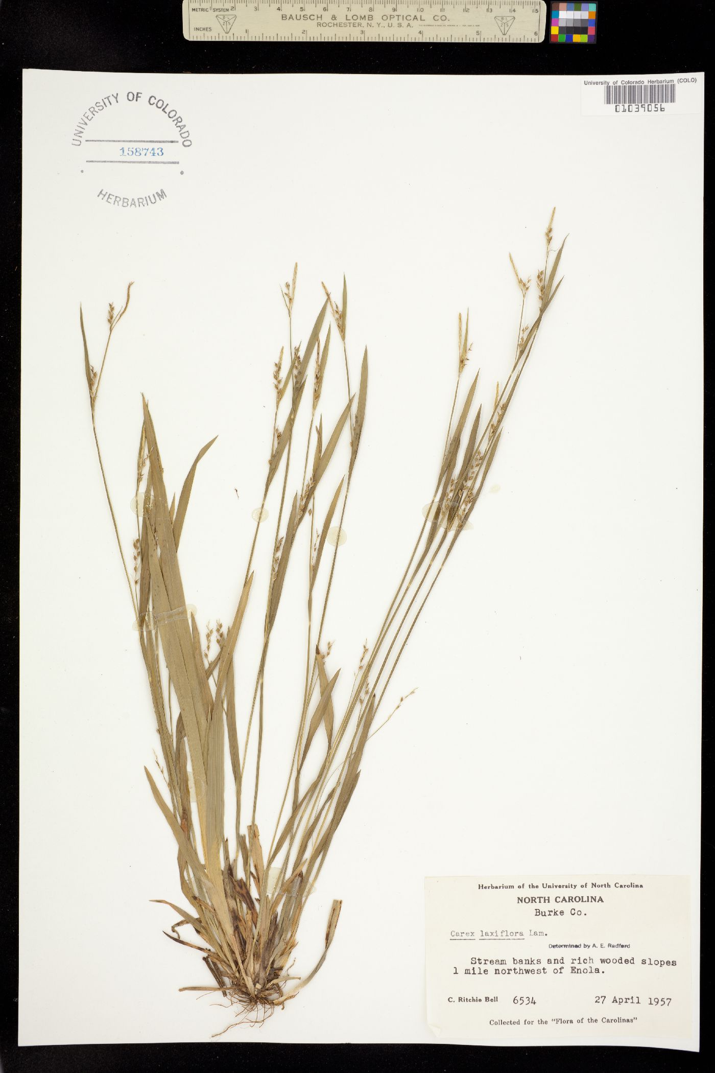Carex laxiflora image