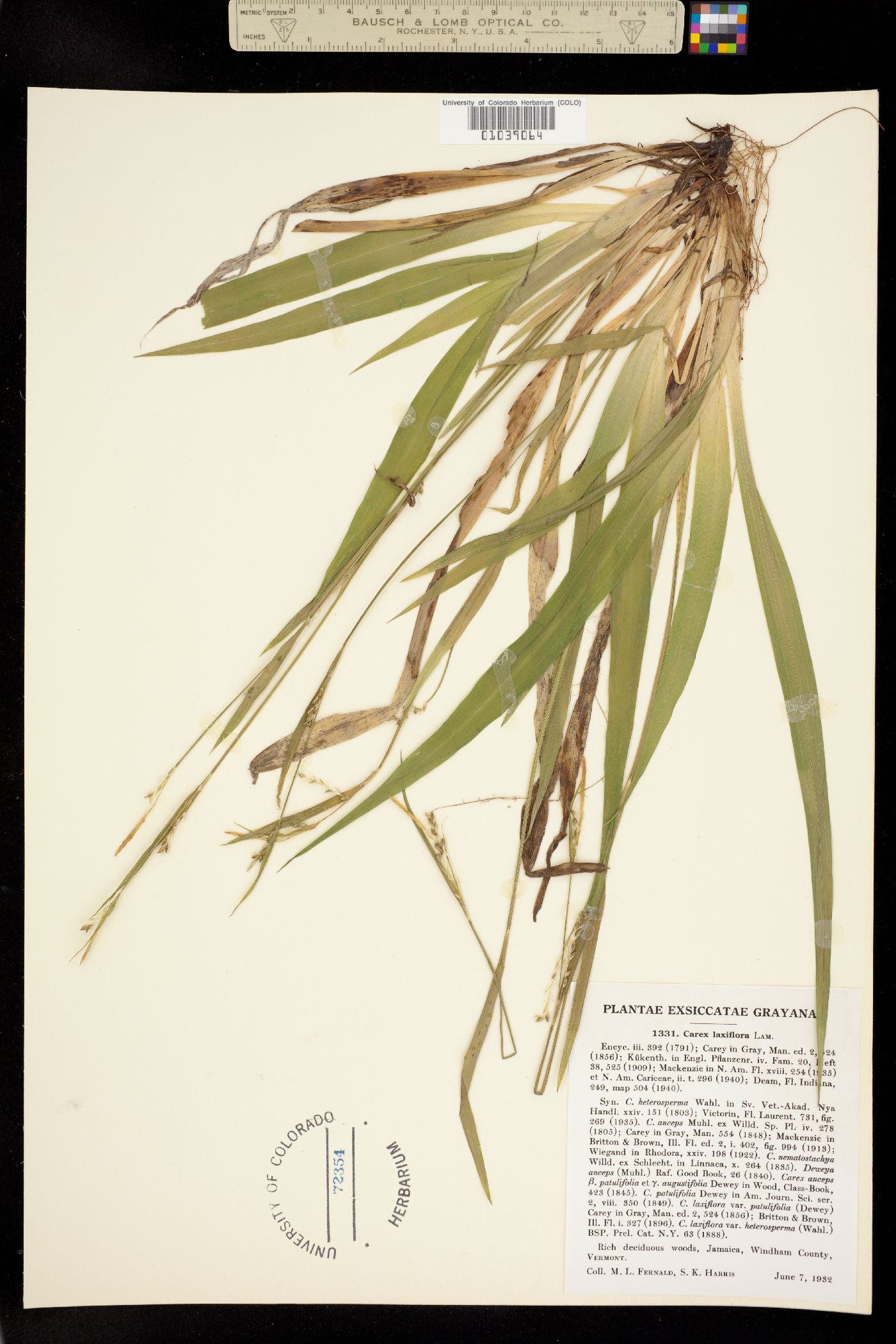 Carex laxiflora image