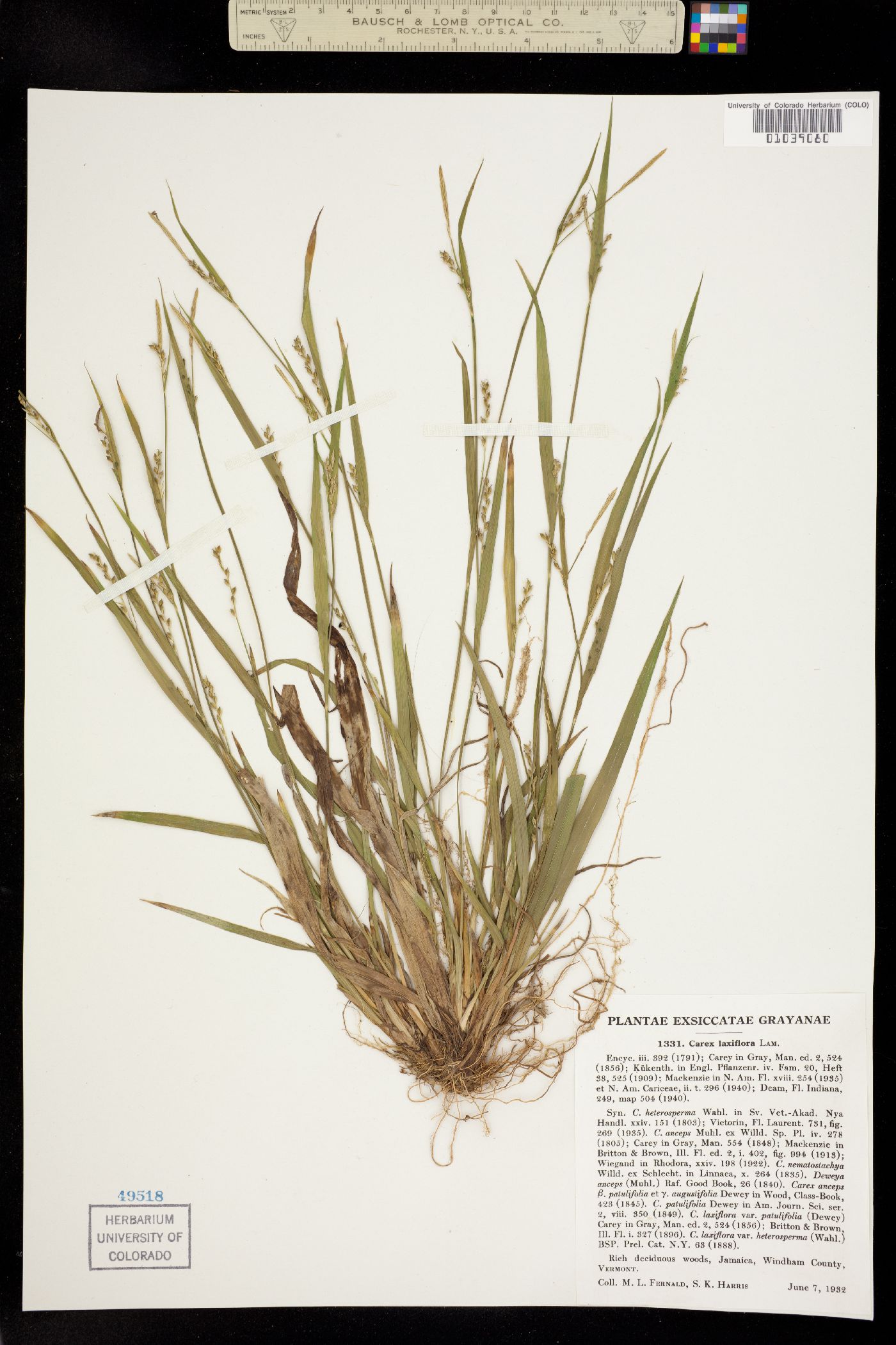 Carex laxiflora image