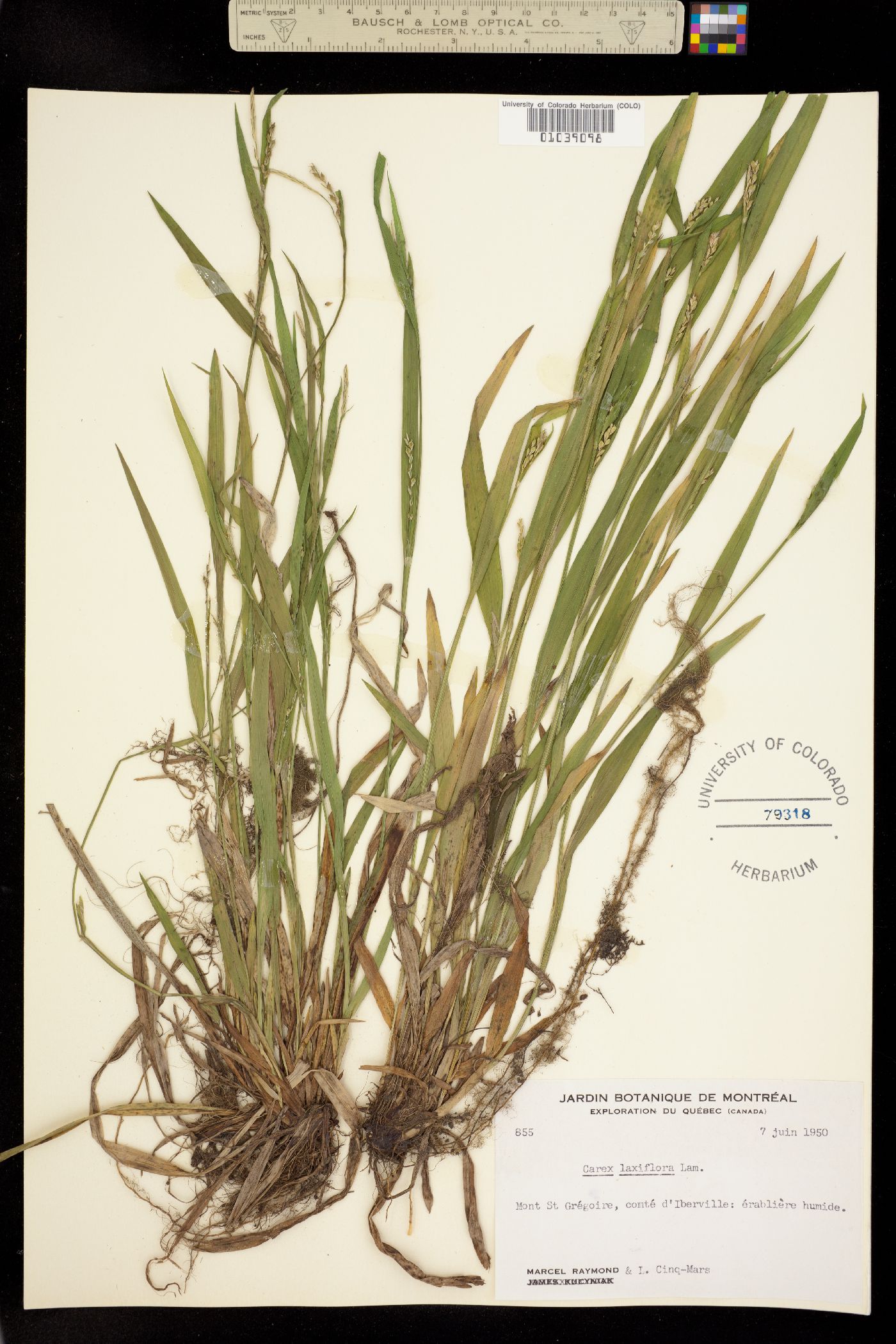 Carex laxiflora image