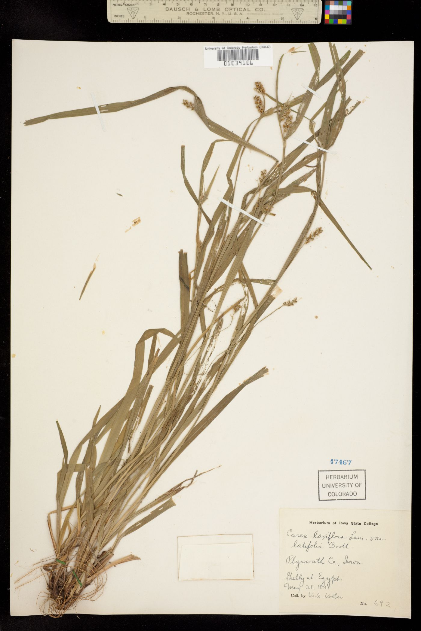 Carex laxiflora image