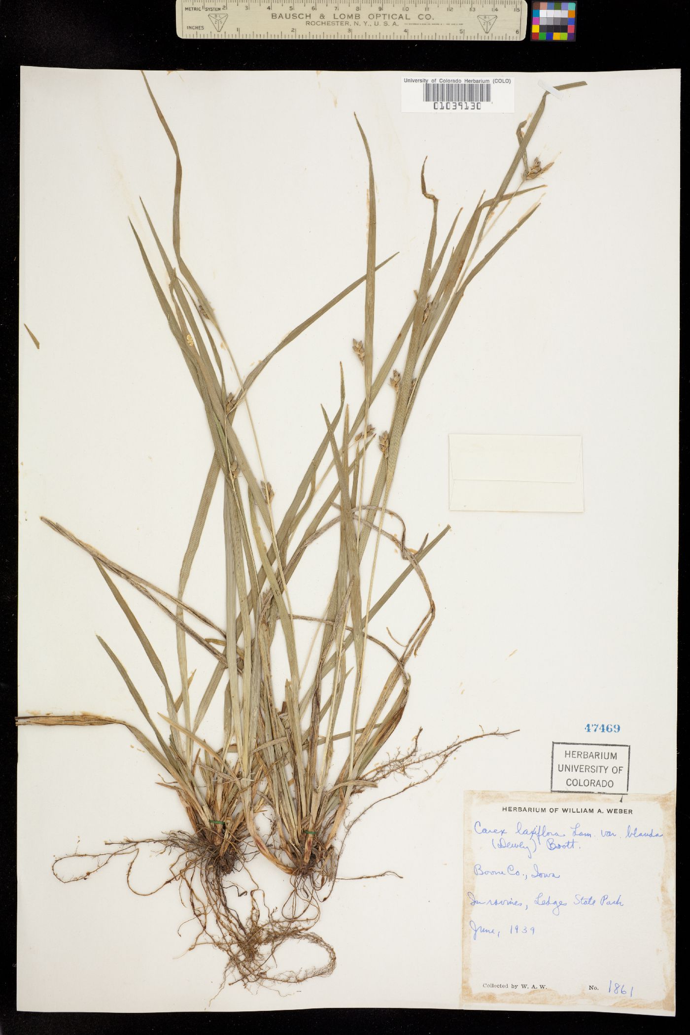 Carex laxiflora image