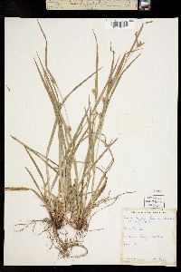 Carex laxiflora image