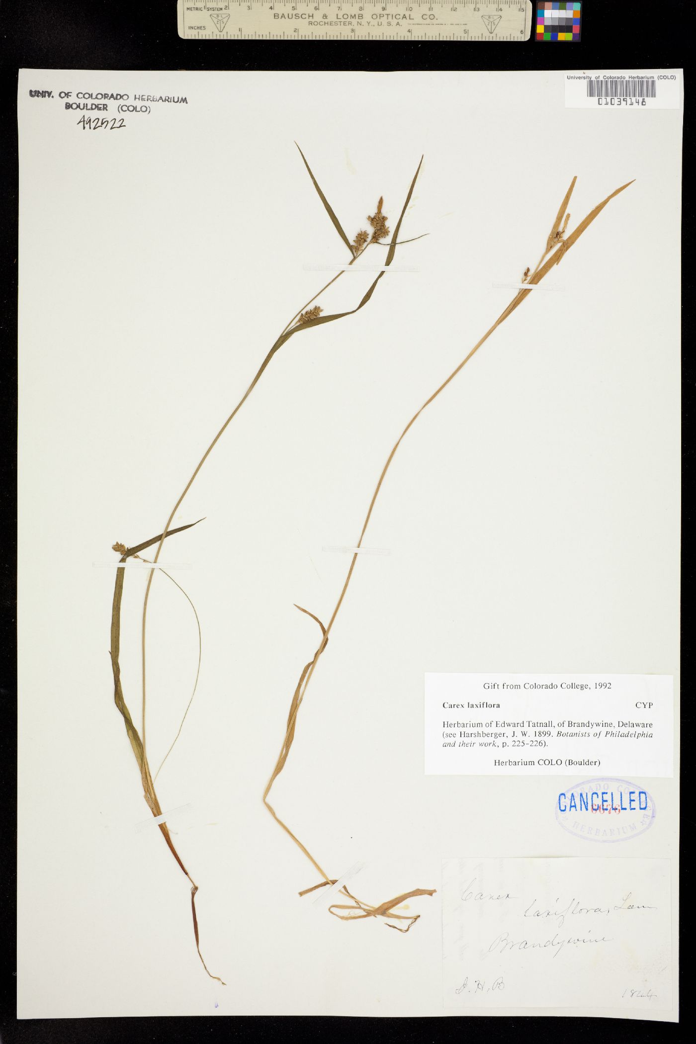 Carex laxiflora image