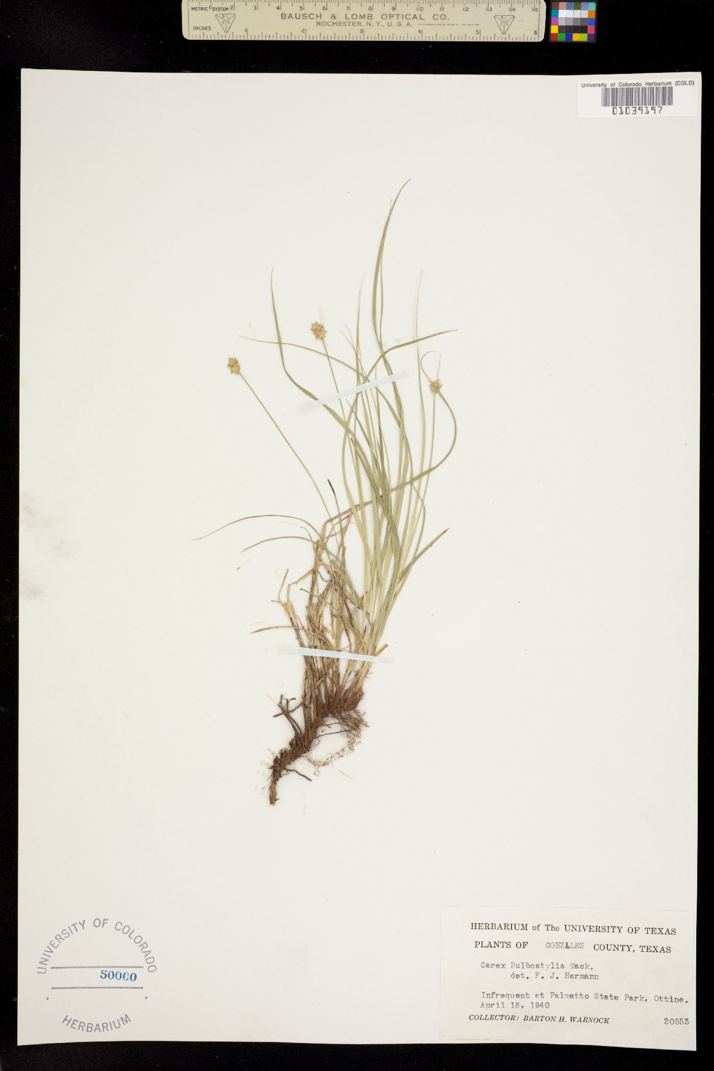 Carex leavenworthii image