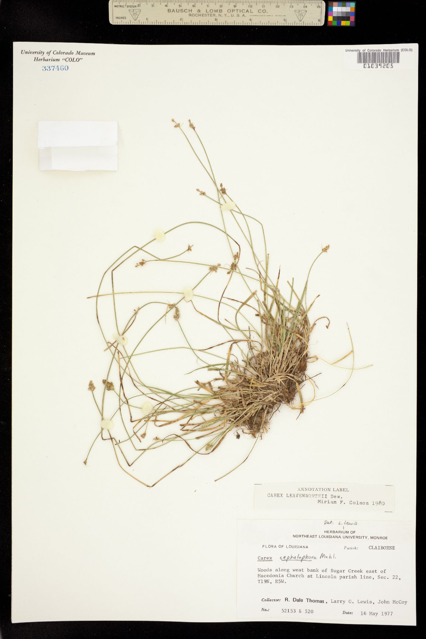Carex leavenworthii image