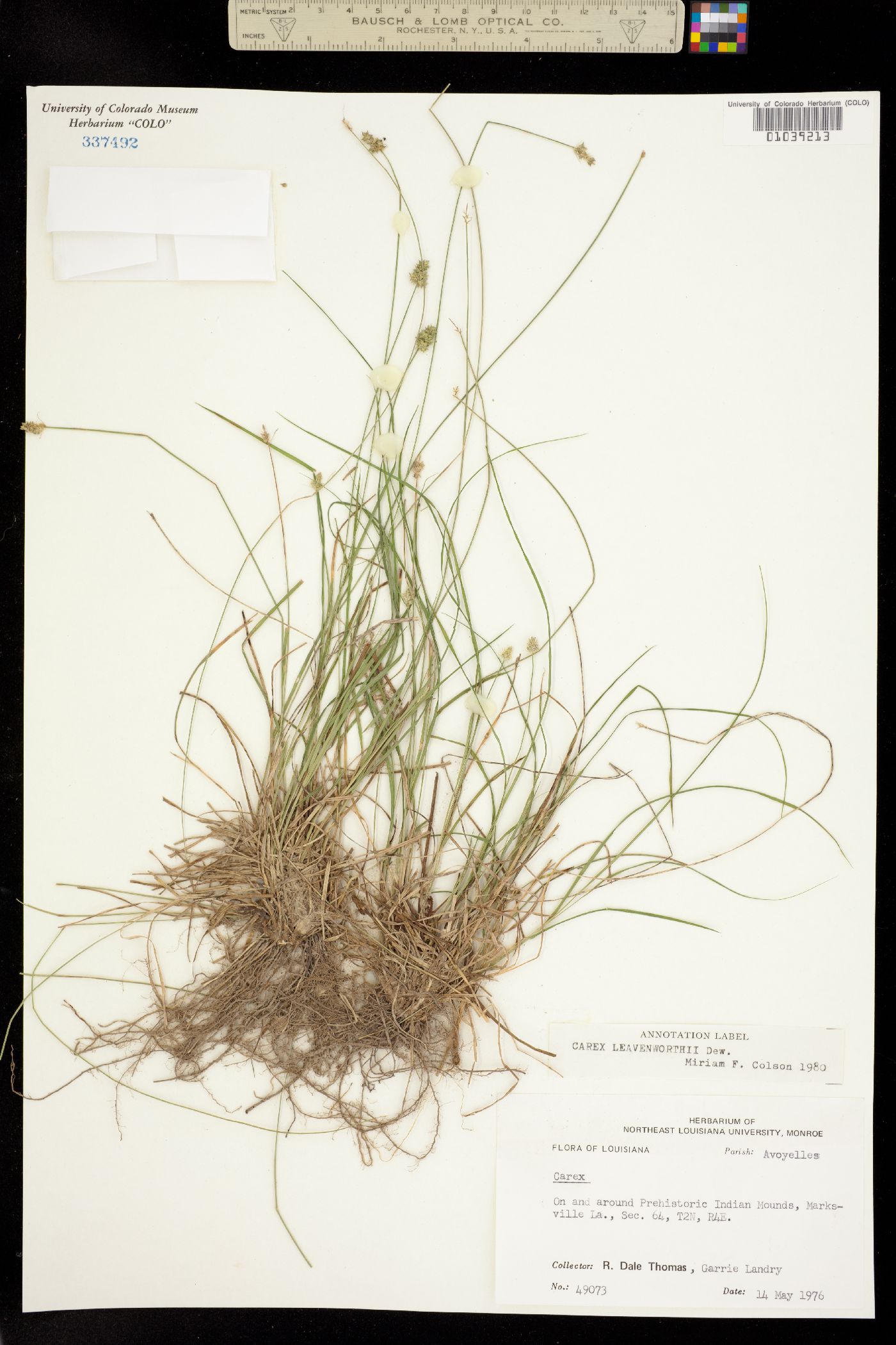 Carex leavenworthii image