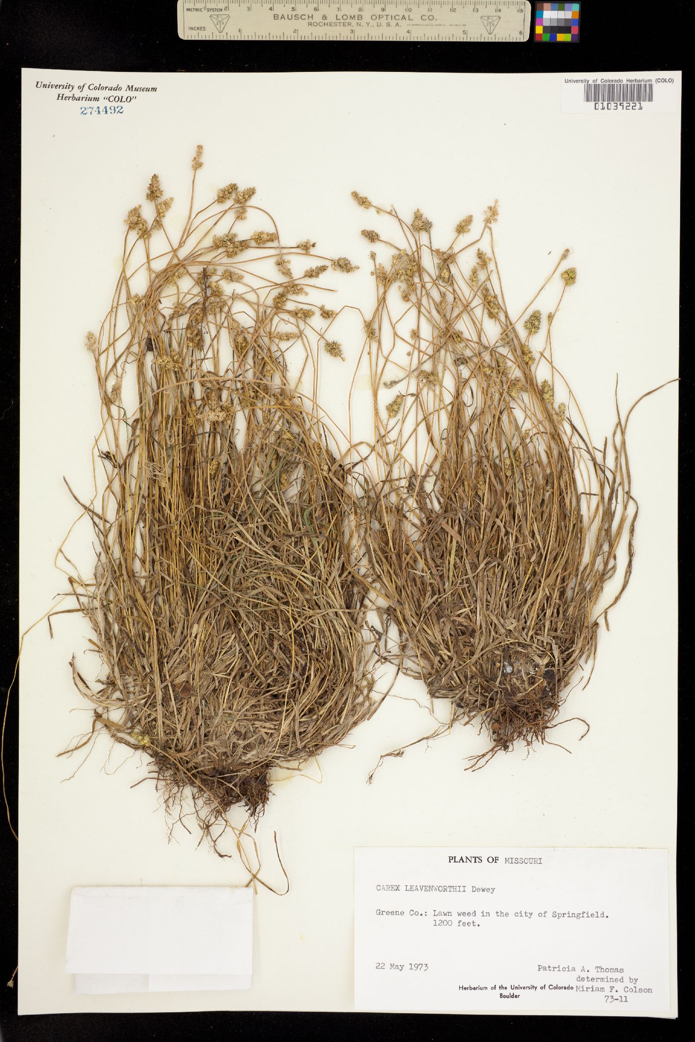 Carex leavenworthii image