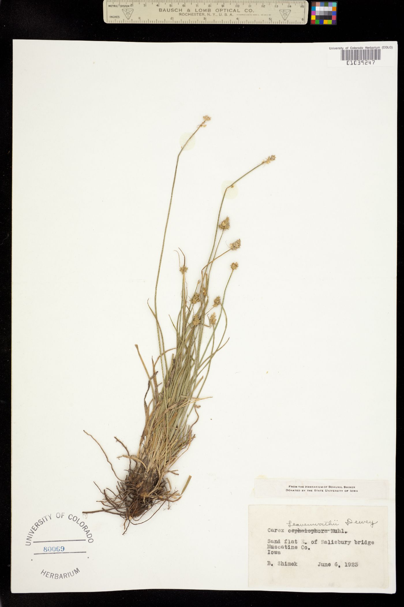 Carex leavenworthii image