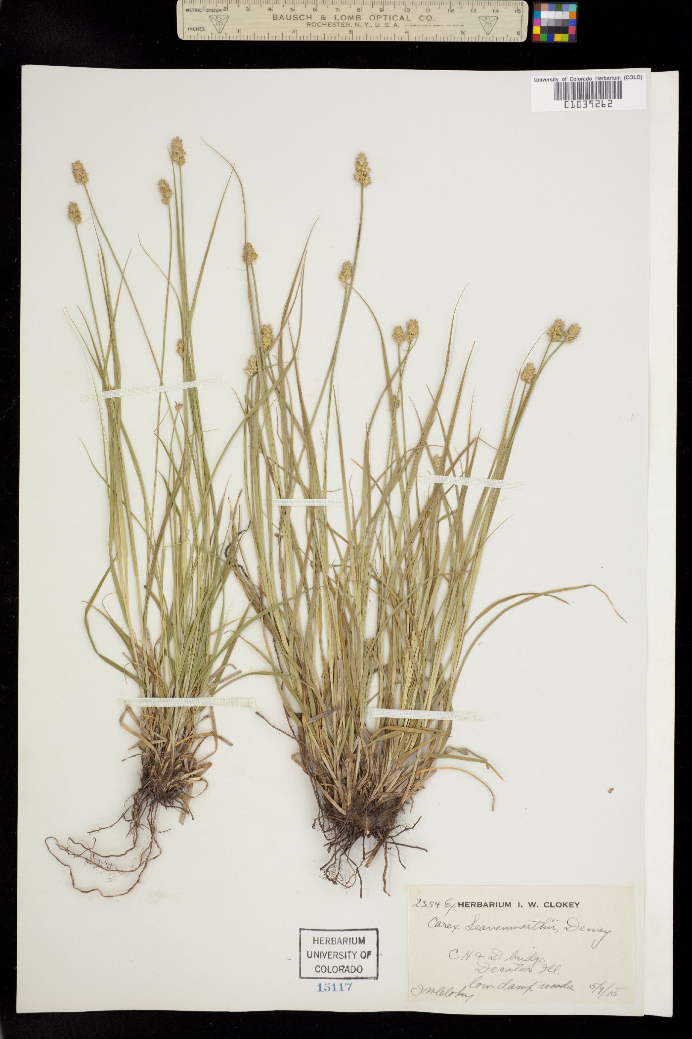 Carex leavenworthii image