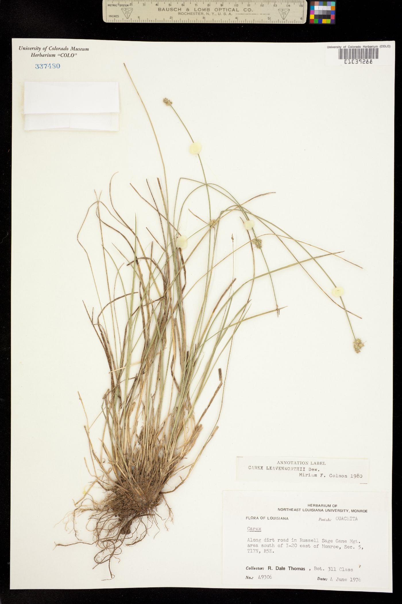 Carex leavenworthii image